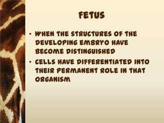 Fetus
• When the structures of the
  developing embryo have
  become distinguished
• Cells have differentiated into
  their permanent role in that
  organism
 