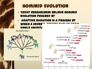 Hominid Evolution
• Today researchers believe Hominid
  evolution proceed by
• Adaptive radiation is a process by
  which a several species evolve from
  single ancestral species.
 