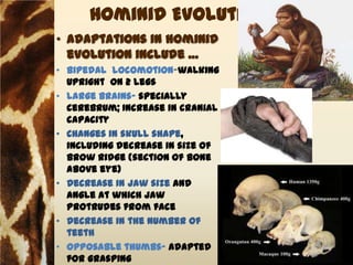 Hominid Evolution
• Adaptations in hominid
  evolution include …
• Bipedal locomotion-walking
  upright on 2 legs
• Large brains- specially
  cerebrum; Increase in cranial
  capacity
• Changes in skull shape,
  including decrease in size of
  brow ridge (section of bone
  above eye)
• Decrease in jaw size and
  angle at which jaw
  protrudes from face
• Decrease in the number of
  teeth
• Opposable thumbs- adapted
  for grasping
 