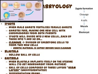 Embryology                     Zygote formation

                                                            Cleavage

                                                              4 cells
• Zygote
  – When male gamete fertilizes female gamete                Morula
  – Gametes fuse, making one new cell with
    chromosomes from both parents                           Blastocyst
  – Zygote will divide into 2 new cells…each of
    those into 4 and so on…
  – Cleavage  division of embryonic cells to
    form two new cells
     • Genetic material is copied before each cleavage
• Blastula
  – Hollow ball of cells
• Gastrula
  – When blastula implants itself on the uterine
    wall (to get nourishment from mother)
  – Ball of cells composed of three layers “GERM
    LAYERS” (undifferentiated)
 