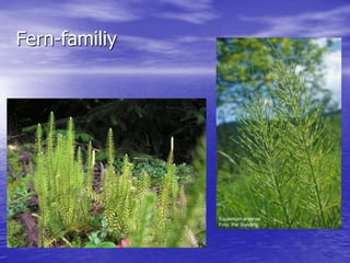 Fern-familiy