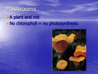 Mushrooms
• A plant and not
• No chlorophyll = no photosynthesis