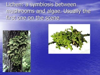 Lichen: a symbiosis between
mushrooms and algae. Usually the
first one on the scene