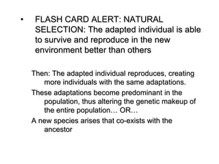 FLASH CARD ALERT: NATURAL SELECTION: The adapted individual is able to survive and reproduce in the new environment better than othersThen: The adapted individual reproduces, creating more individuals with the same adaptations.These adaptations become predominant in the population, thus altering the genetic makeup of the entire population… OR…A new species arises that co-exists with the ancestor