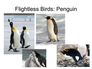 4. These adaptations become predominant in the population, thus altering the genetic makeup of the entire population… OR…