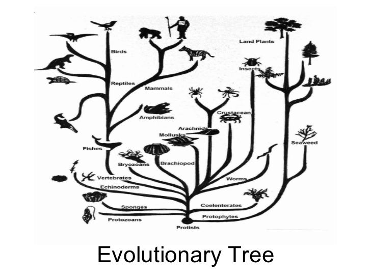 Древо живого. Филогенетическое дерево Дарвина. Древо эволюции Дарвина. Эволюционное дерево. Эволюционное дерево жизни.