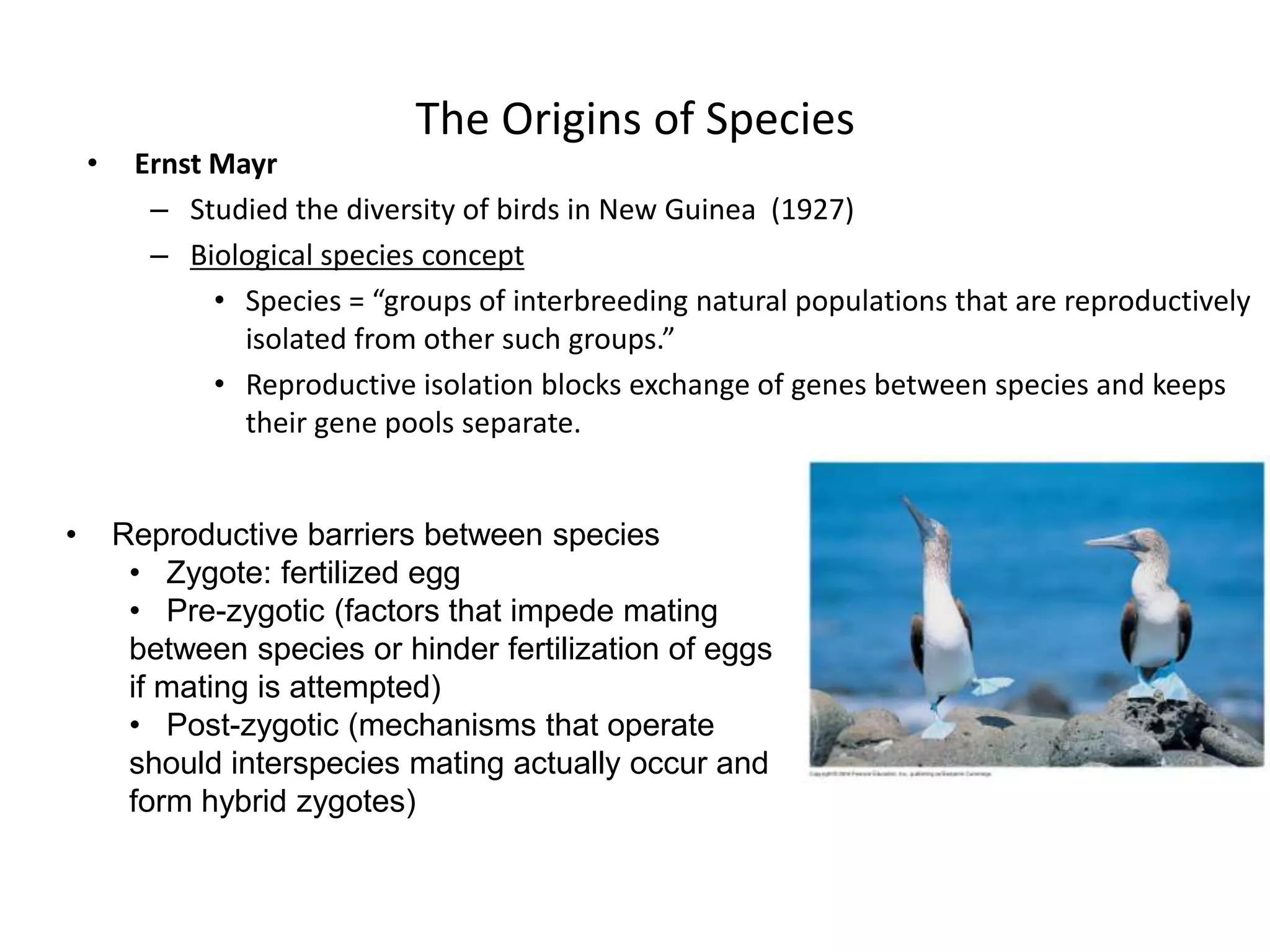 The Origins of Species
    •    Ernst Mayr
          – Studied the diversity of birds in New Guinea (1927)
          – Biological species concept
               • Species = “groups of interbreeding natural populations that are reproductively
                 isolated from other such groups.”
               • Reproductive isolation blocks exchange of genes between species and keeps
                 their gene pools separate.


•       Reproductive barriers between species
         • Zygote: fertilized egg
         • Pre-zygotic (factors that impede mating
         between species or hinder fertilization of eggs
         if mating is attempted)
         • Post-zygotic (mechanisms that operate
         should interspecies mating actually occur and
         form hybrid zygotes)
 