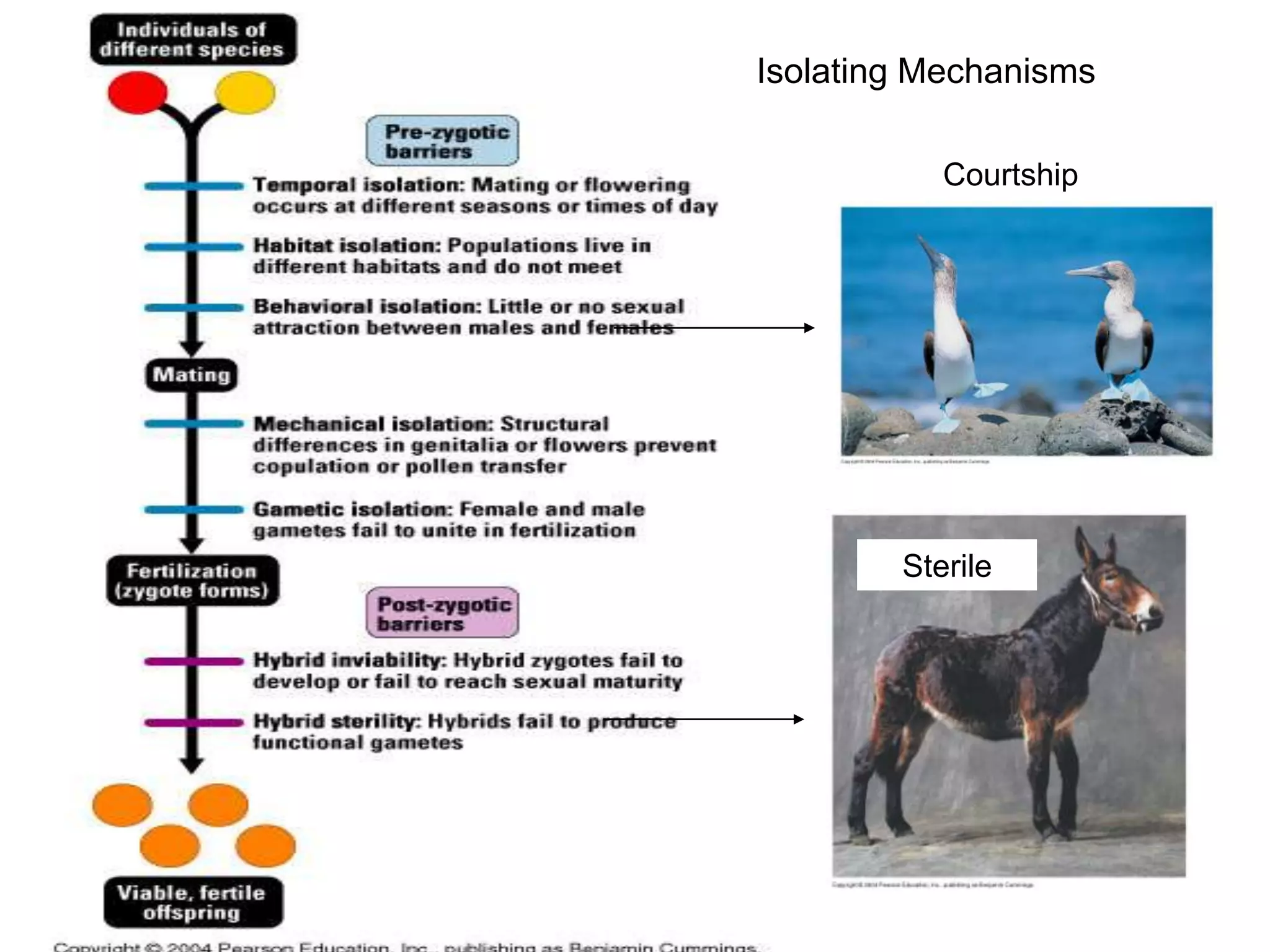 Isolating Mechanisms

           Courtship




        Sterile
 