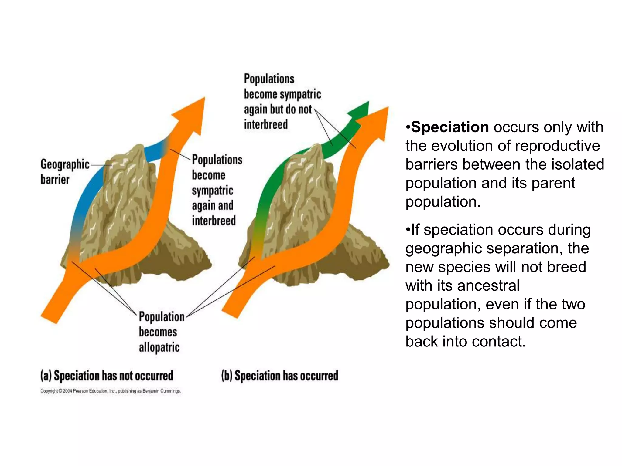 •Speciation occurs only with
the evolution of reproductive
barriers between the isolated
population and its parent
population.
•If speciation occurs during
geographic separation, the
new species will not breed
with its ancestral
population, even if the two
populations should come
back into contact.
 