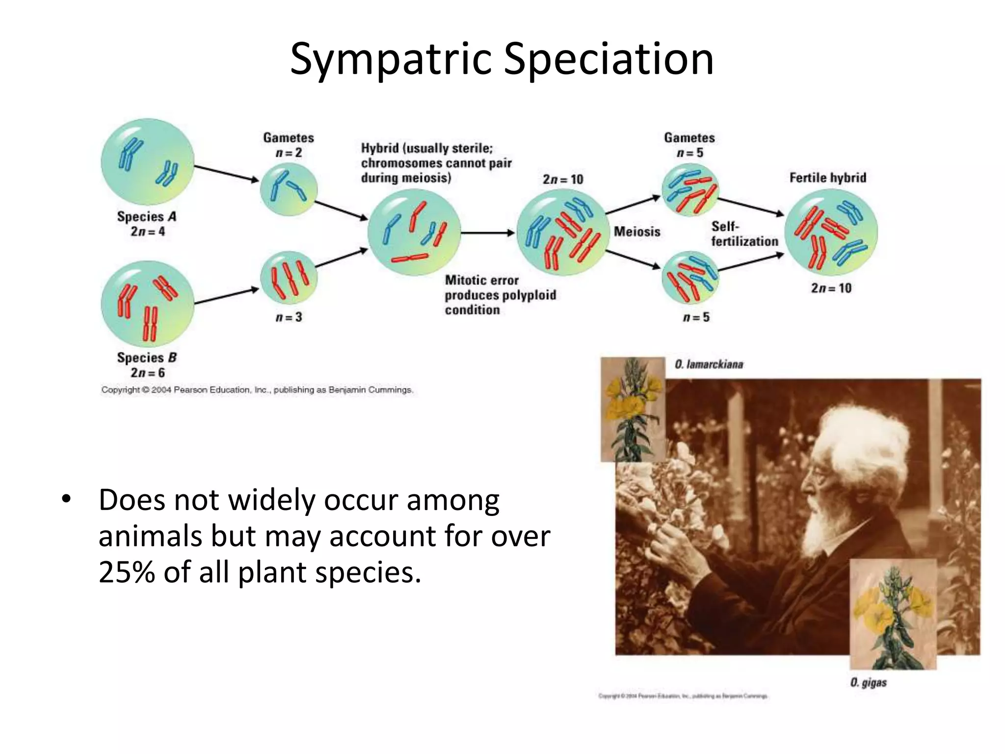 Sympatric Speciation




• Does not widely occur among
  animals but may account for over
  25% of all plant species.
 