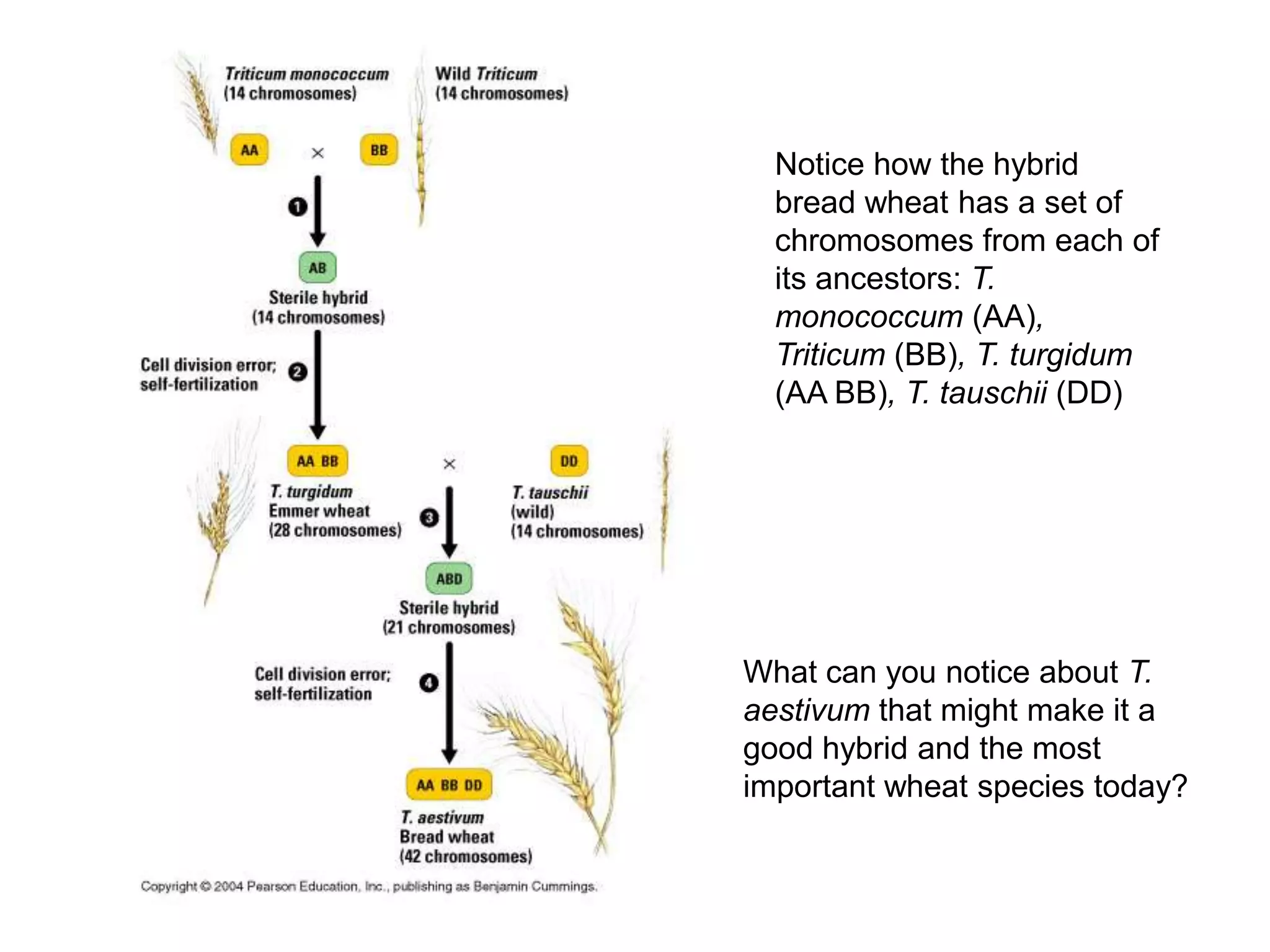 Notice how the hybrid
  bread wheat has a set of
  chromosomes from each of
  its ancestors: T.
  monococcum (AA),
  Triticum (BB), T. turgidum
  (AA BB), T. tauschii (DD)




What can you notice about T.
aestivum that might make it a
good hybrid and the most
important wheat species today?
 