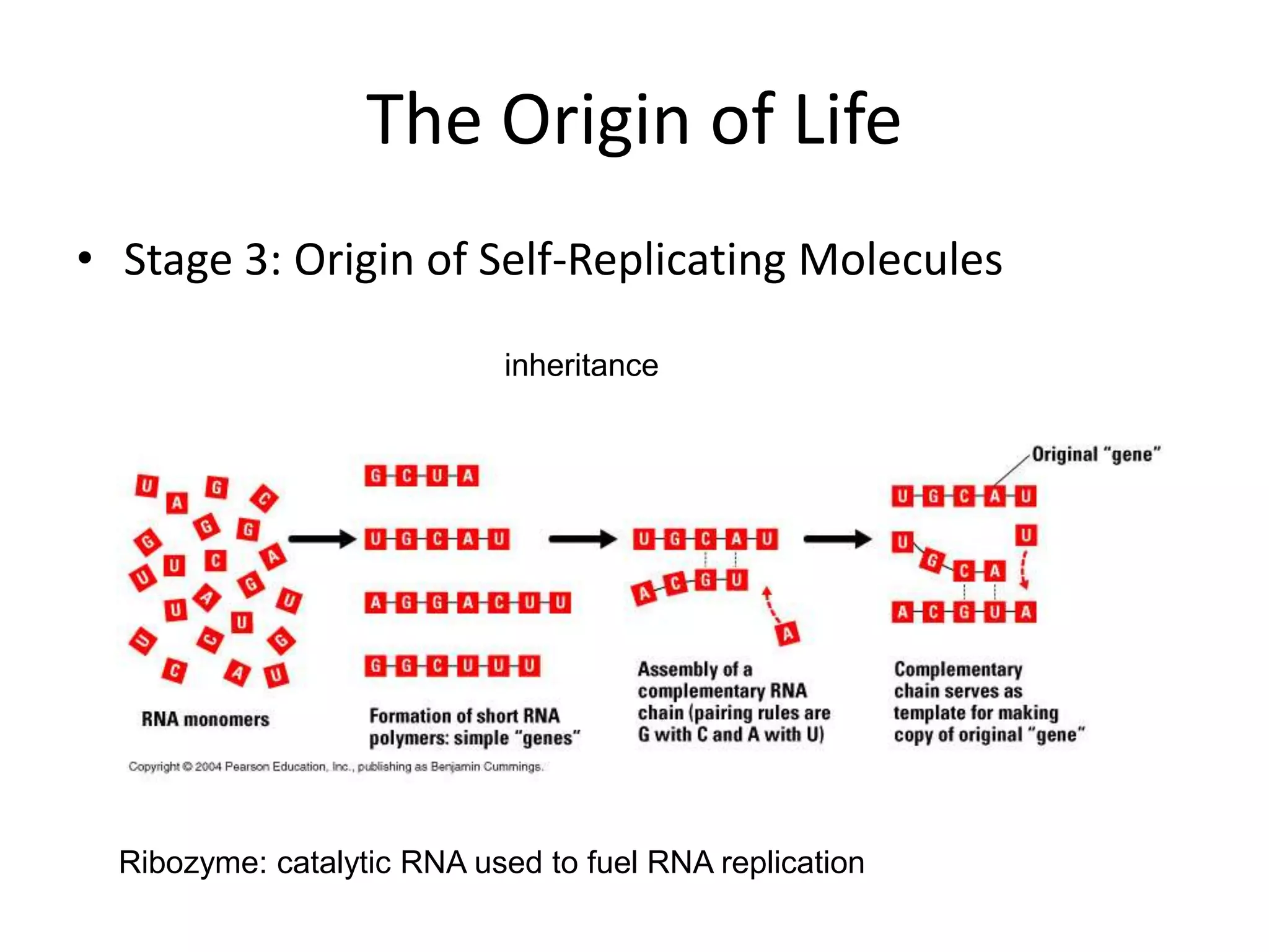 The Origin of Life
• Stage 3: Origin of Self-Replicating Molecules

                            inheritance




  Ribozyme: catalytic RNA used to fuel RNA replication
 