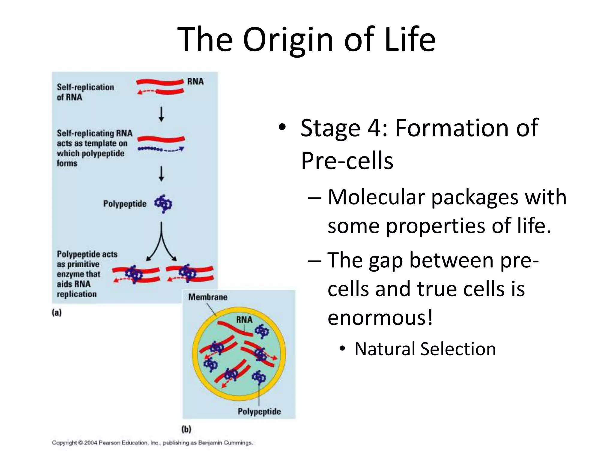 The Origin of Life

      • Stage 4: Formation of
        Pre-cells
         – Molecular packages with
           some properties of life.
         – The gap between pre-
           cells and true cells is
           enormous!
            • Natural Selection
 