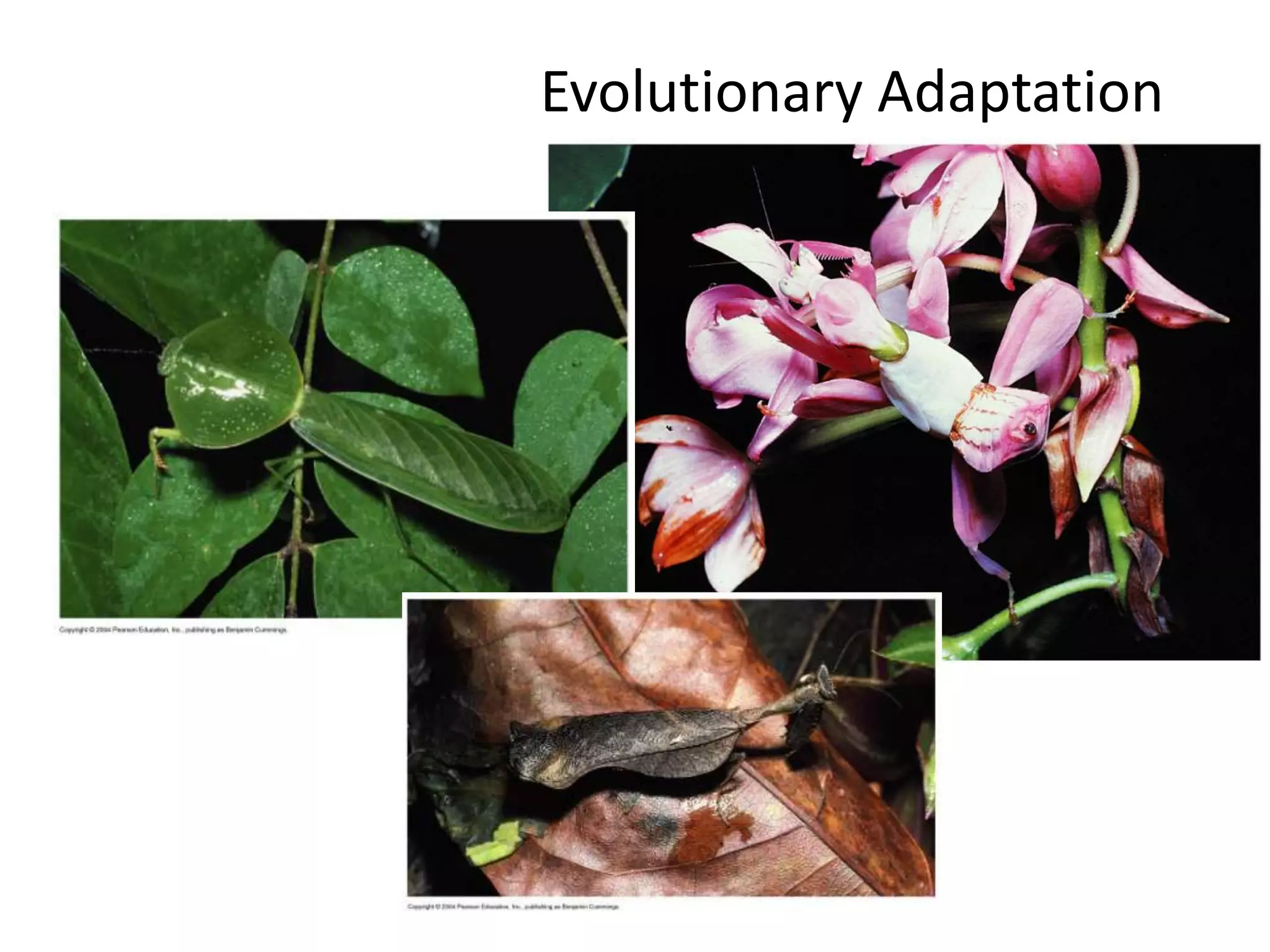 Evolutionary Adaptation
 