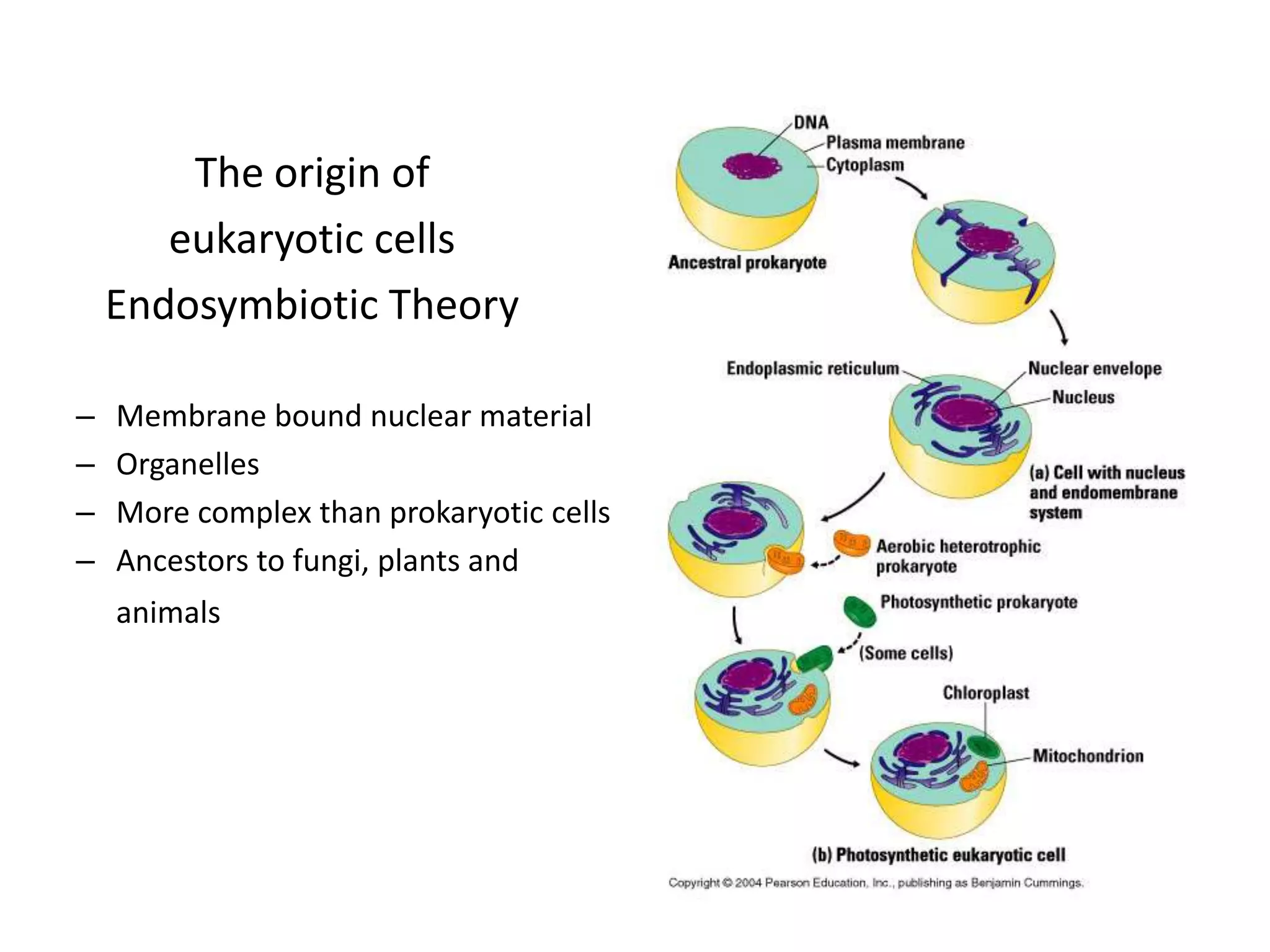 The origin of
       eukaryotic cells
    Endosymbiotic Theory

–   Membrane bound nuclear material
–   Organelles
–   More complex than prokaryotic cells
–   Ancestors to fungi, plants and
    animals
 