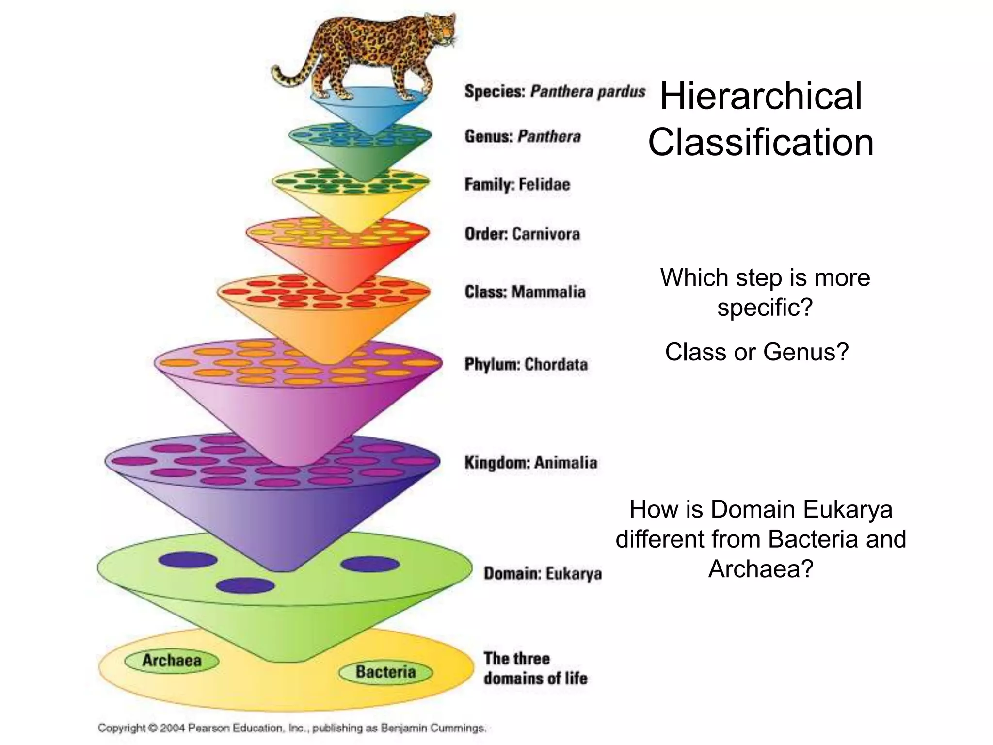 Hierarchical
  Classification


    Which step is more
        specific?
    Class or Genus?




 How is Domain Eukarya
different from Bacteria and
          Archaea?
 
