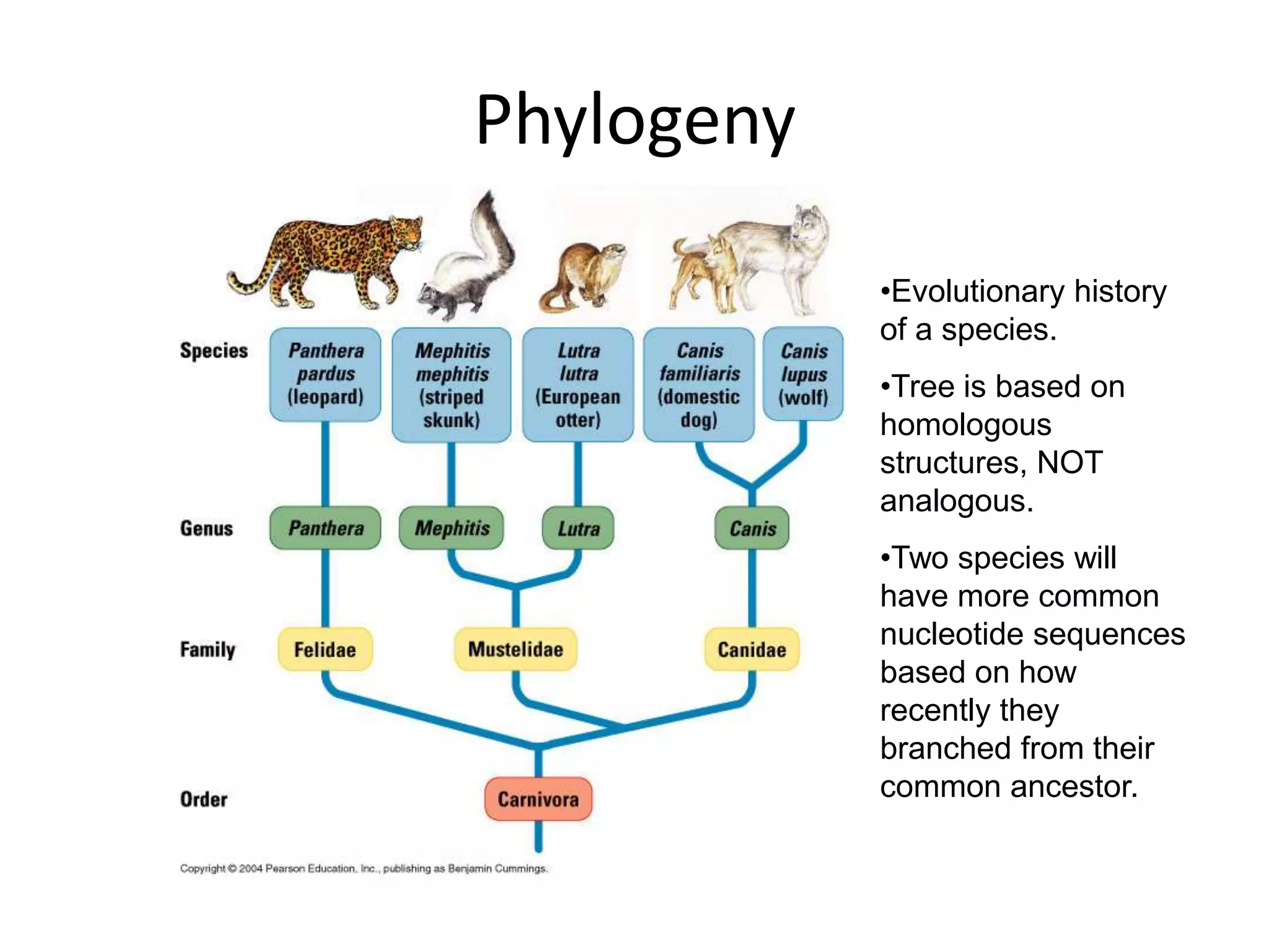 Phylogeny

            •Evolutionary history
            of a species.
            •Tree is based on
            homologous
            structures, NOT
            analogous.
            •Two species will
            have more common
            nucleotide sequences
            based on how
            recently they
            branched from their
            common ancestor.
 