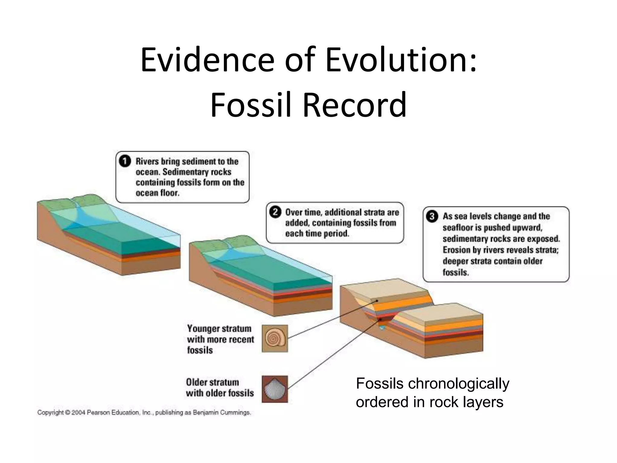 Evidence of Evolution:
    Fossil Record




              Fossils chronologically
              ordered in rock layers
 