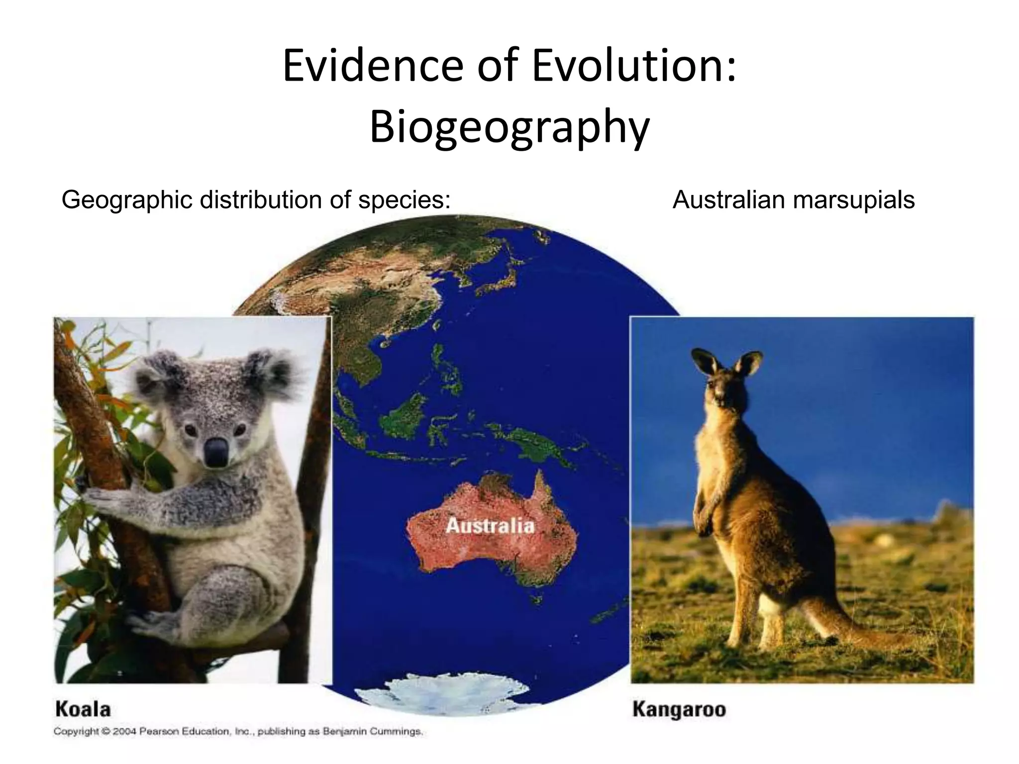 Evidence of Evolution:
                       Biogeography
Geographic distribution of species:   Australian marsupials
 