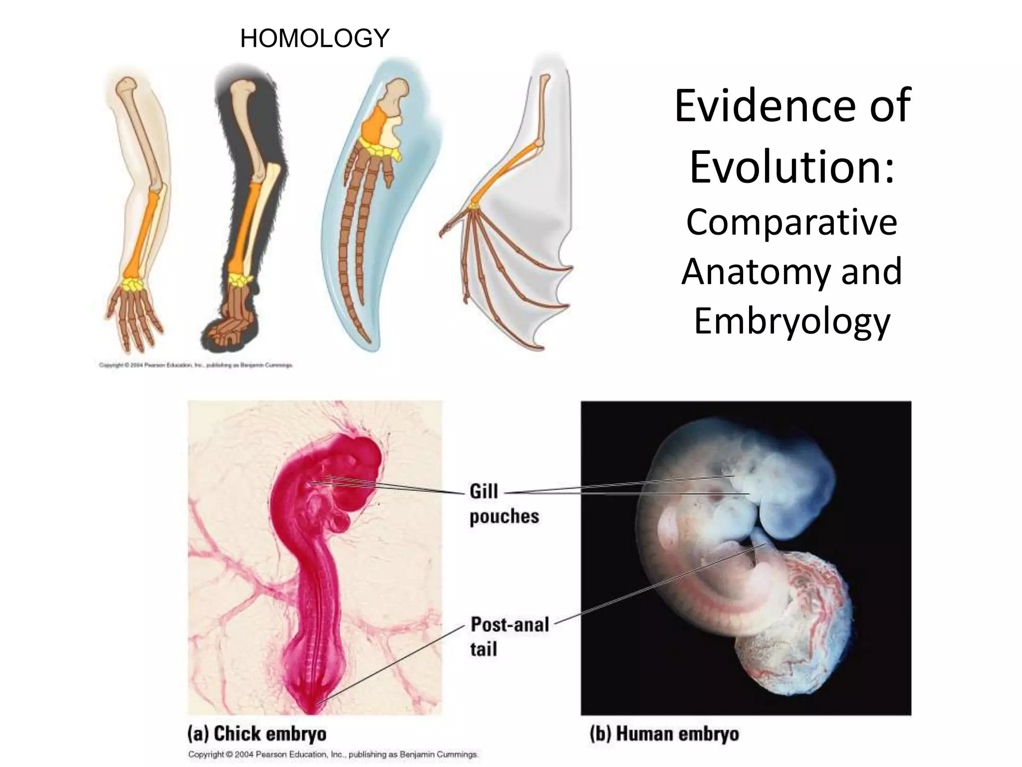 HOMOLOGY

           Evidence of
            Evolution:
           Comparative
           Anatomy and
            Embryology
 