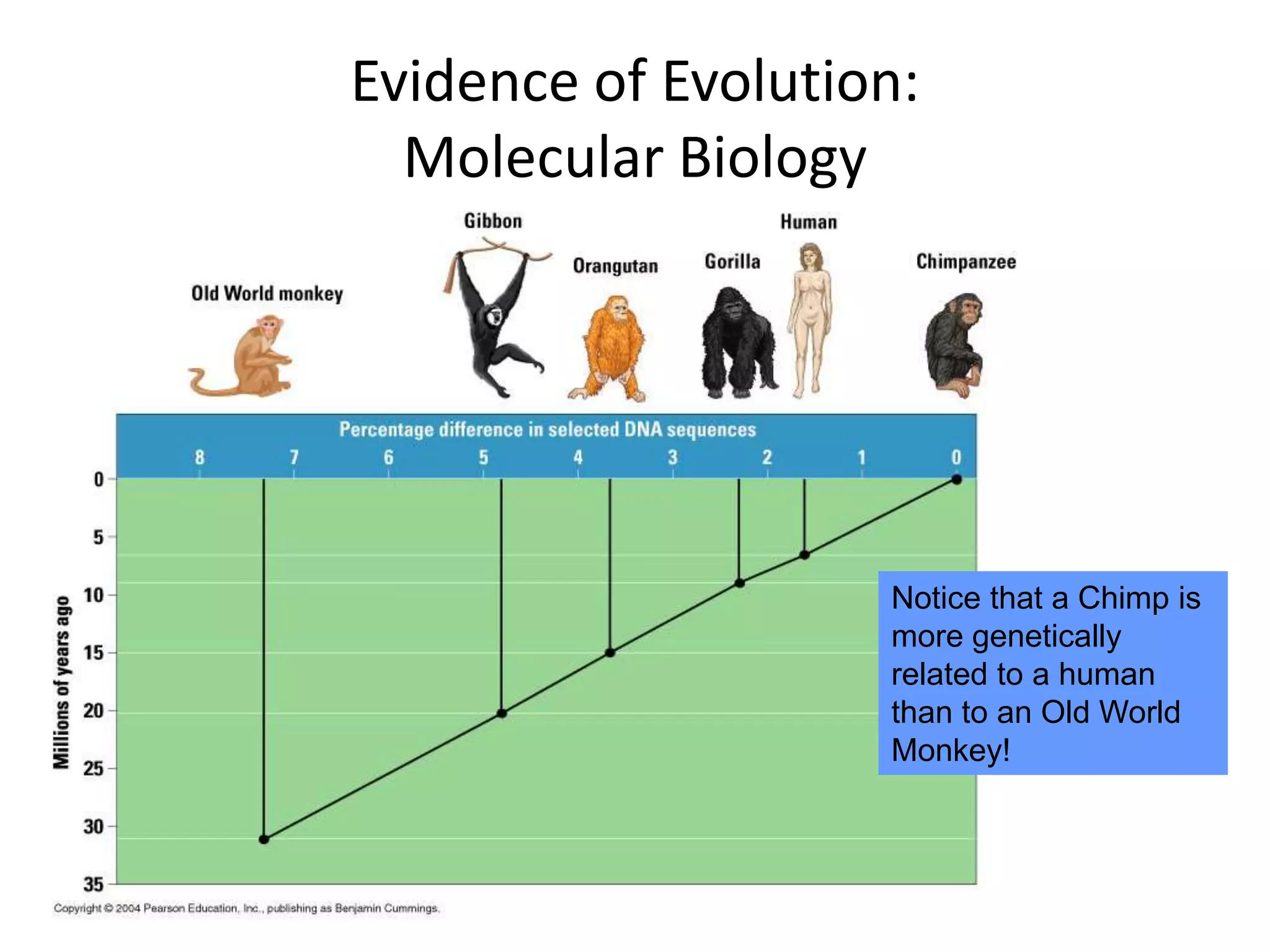 Evidence of Evolution:
  Molecular Biology




                    Notice that a Chimp is
                    more genetically
                    related to a human
                    than to an Old World
                    Monkey!
 