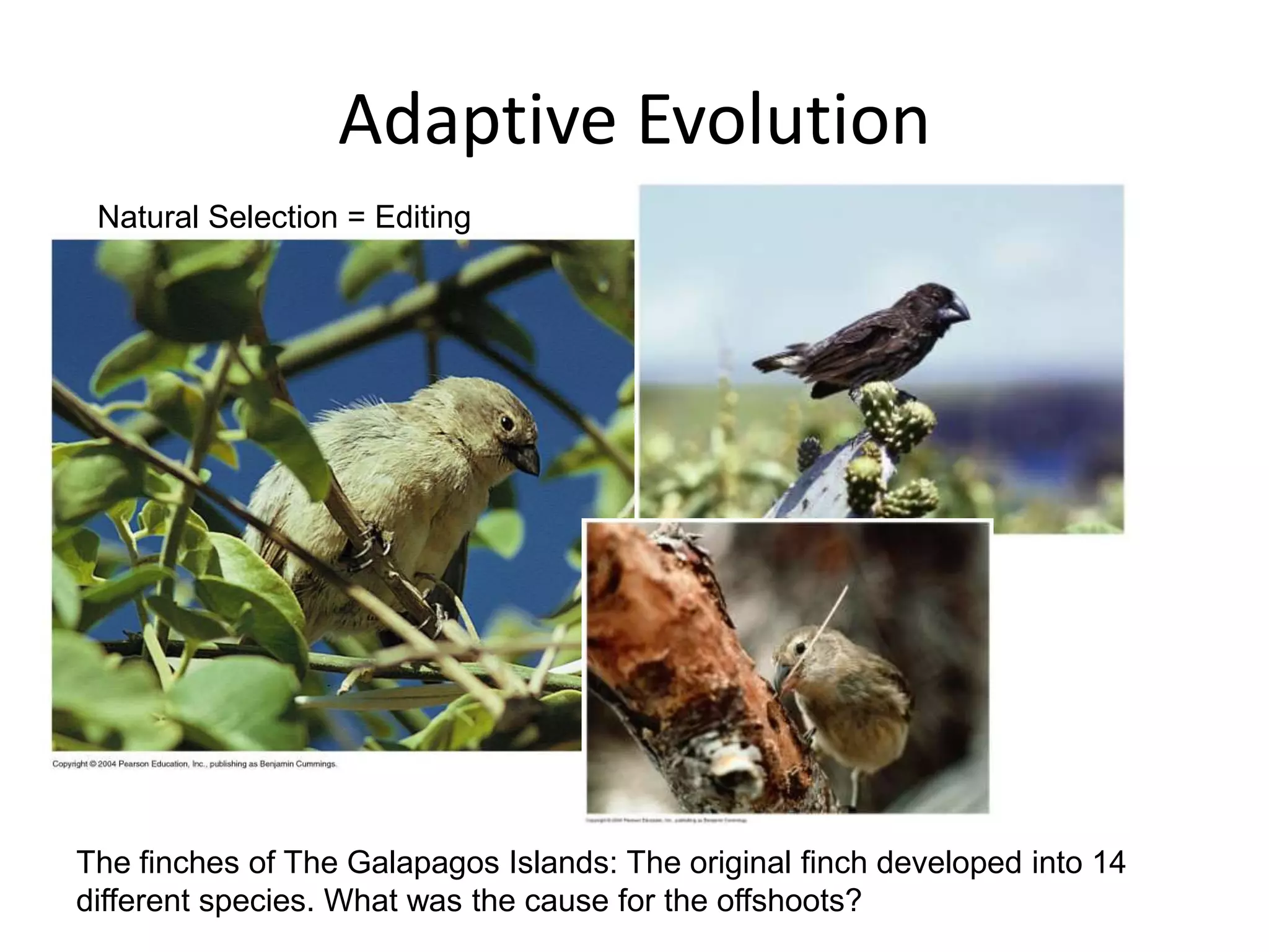 Adaptive Evolution
 Natural Selection = Editing




The finches of The Galapagos Islands: The original finch developed into 14
different species. What was the cause for the offshoots?
 