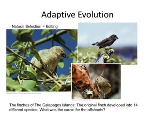Evolutionary Theory | PPTX