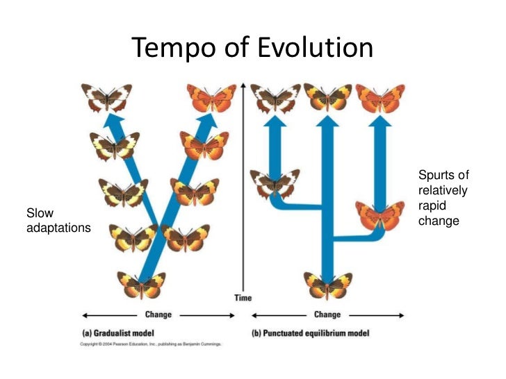 evolutionary theory flow chart of human evolution