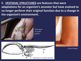 5. VESTIGIAL STRUCTURES are features that were
adaptations for an organism’s ancestor but have evolved to
no longer perform their original function due to a change in
the organism’s environment.
Anal spurs
on a ball
python
C= hind legs on whale skeleton
Goose bumps
Goose bumps
 