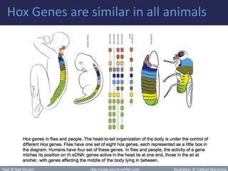 Hox Genes are similar in all animals
 