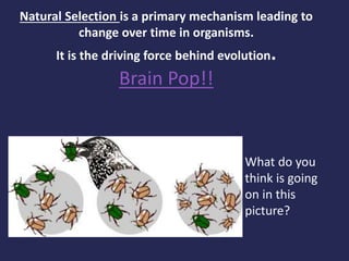 Natural Selection is a primary mechanism leading to
change over time in organisms.
It is the driving force behind evolution.
Brain Pop!!
What do you
think is going
on in this
picture?
 