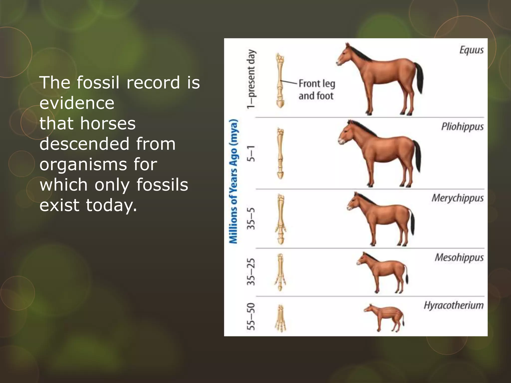 The fossil record is
evidence
that horses
descended from
organisms for
which only fossils
exist today.
 