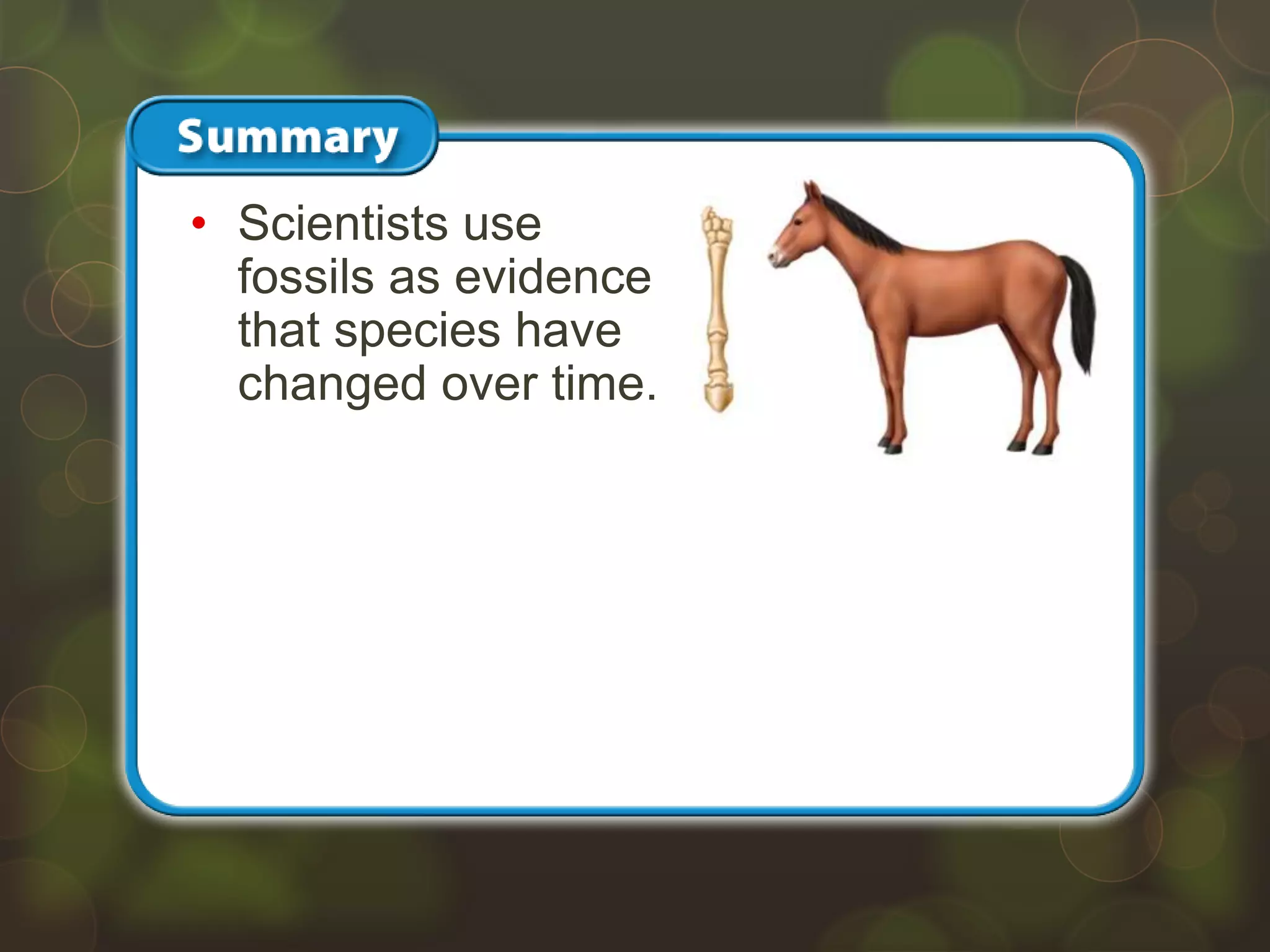 • Scientists use
fossils as evidence
that species have
changed over time.
 