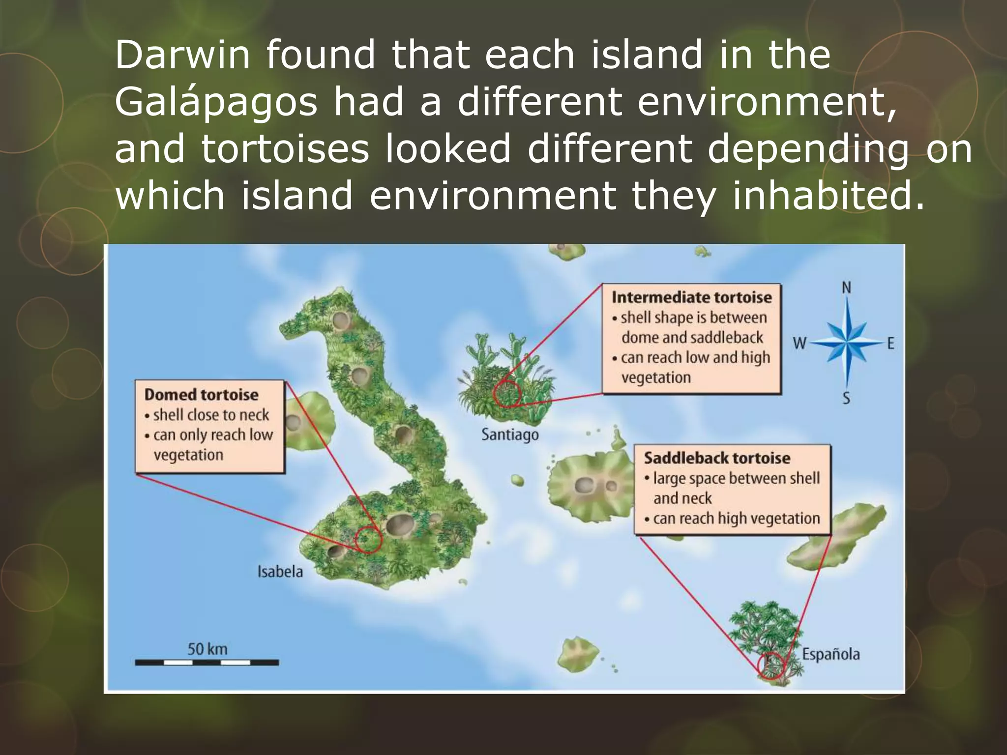Darwin found that each island in the
Galápagos had a different environment,
and tortoises looked different depending on
which island environment they inhabited.
 