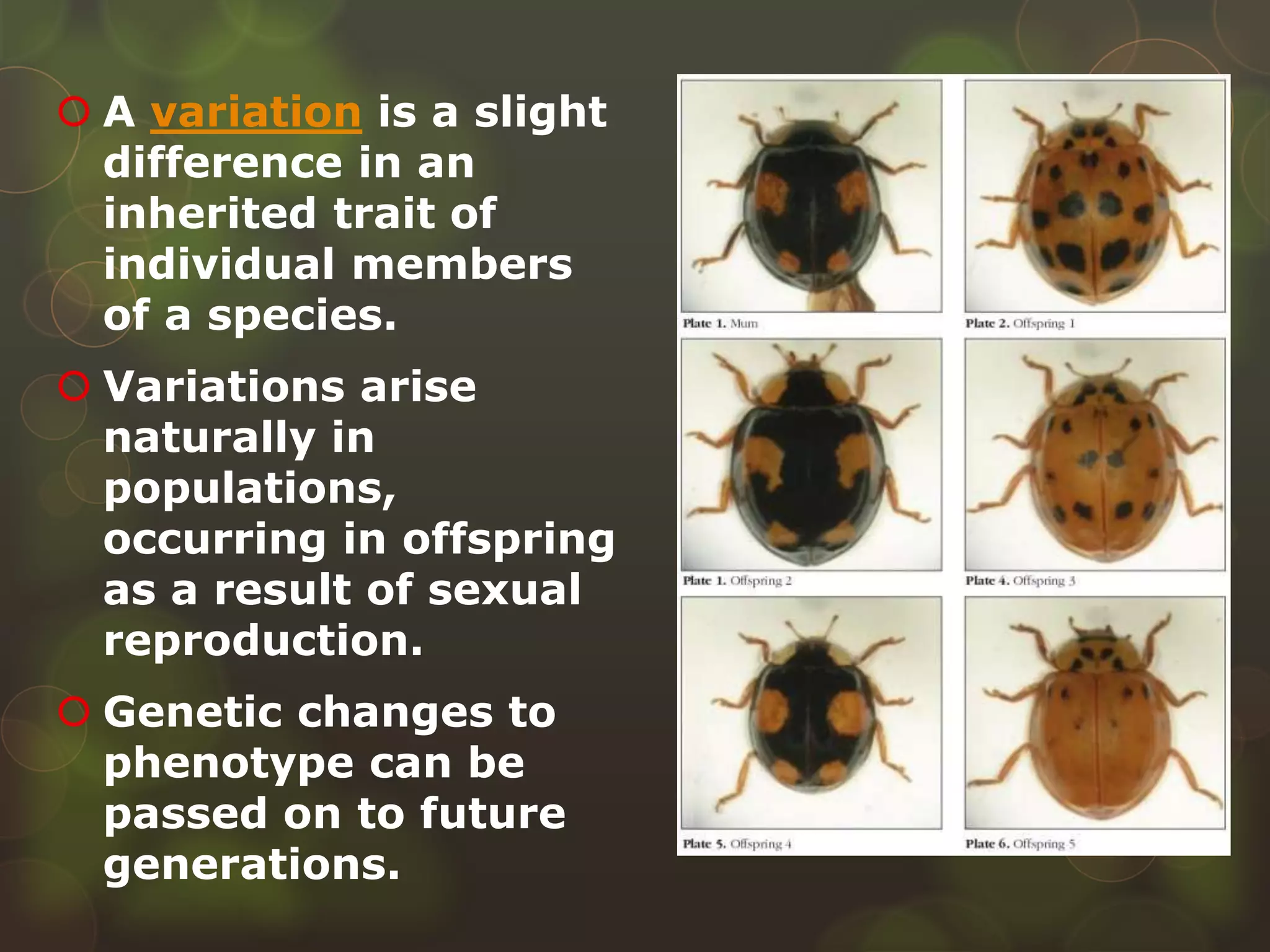  A variation is a slight
difference in an
inherited trait of
individual members
of a species.
 Variations arise
naturally in
populations,
occurring in offspring
as a result of sexual
reproduction.
 Genetic changes to
phenotype can be
passed on to future
generations.
 