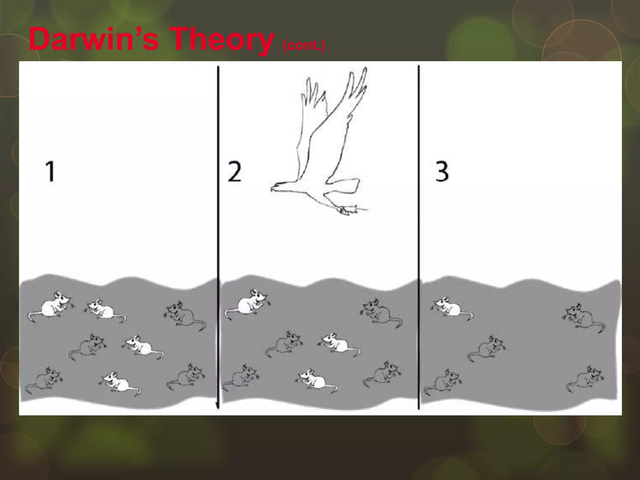 Natural selection is the process by
which populations of organisms with
variations that help them survive in their
environments live longer, compete
better, and reproduce more than those
that do not have the variations.
Darwin’s Theory (cont.)
 