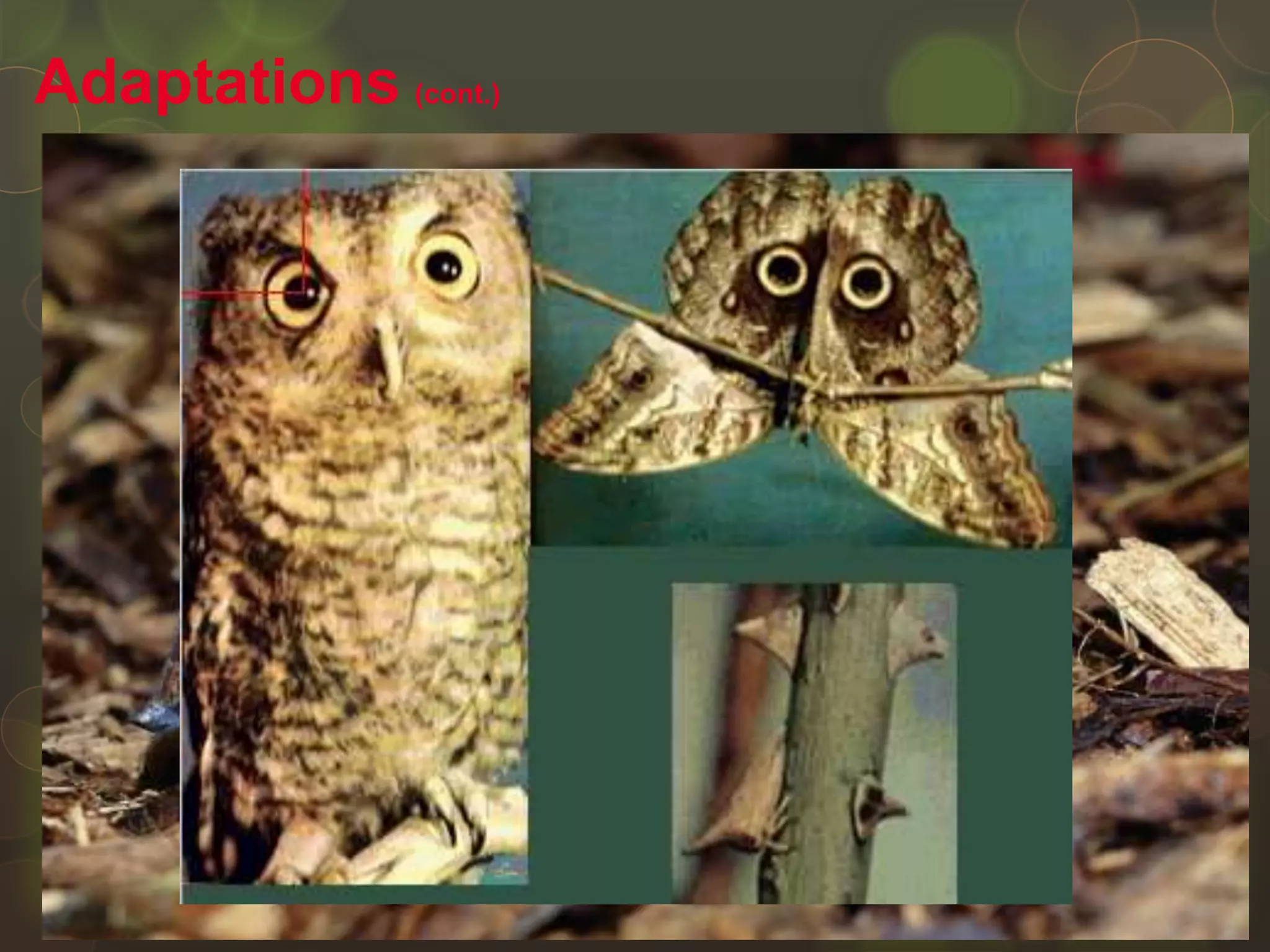  Camouflage and mimicry are adaptations that
help species avoid being eaten.
 Camouflage is an adaptation that enables a
species to blend in with its environment.
 The resemblance of one species to another
species is mimicry.
Adaptations (cont.)
 