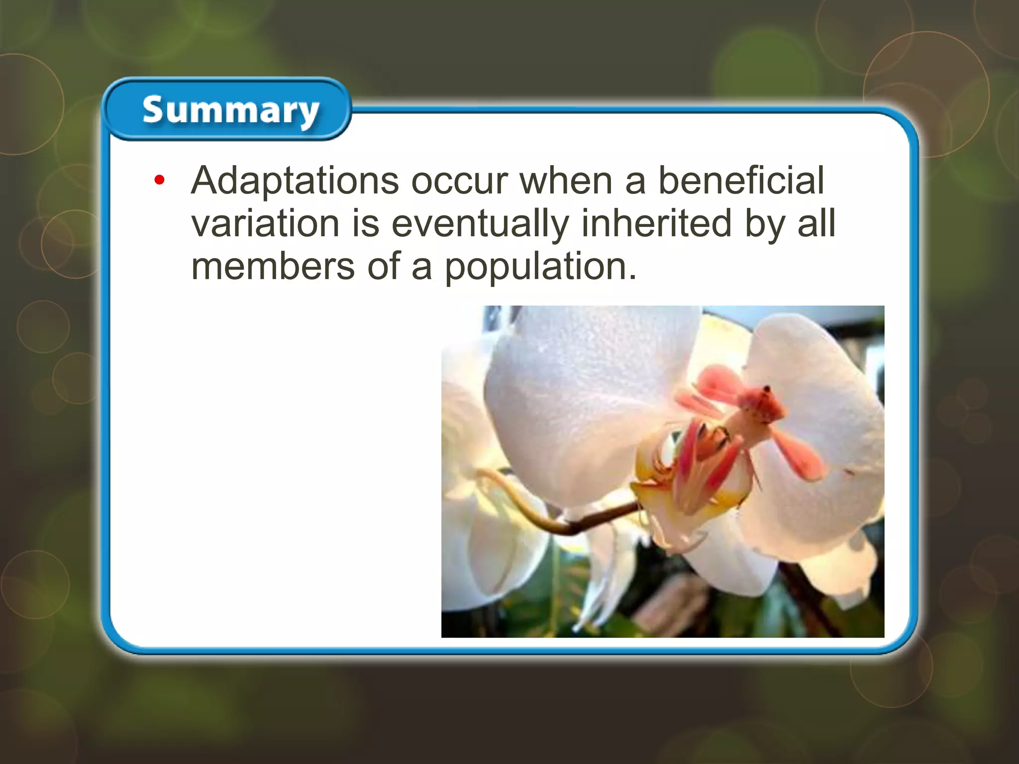 • Adaptations occur when a beneficial
variation is eventually inherited by all
members of a population.
 