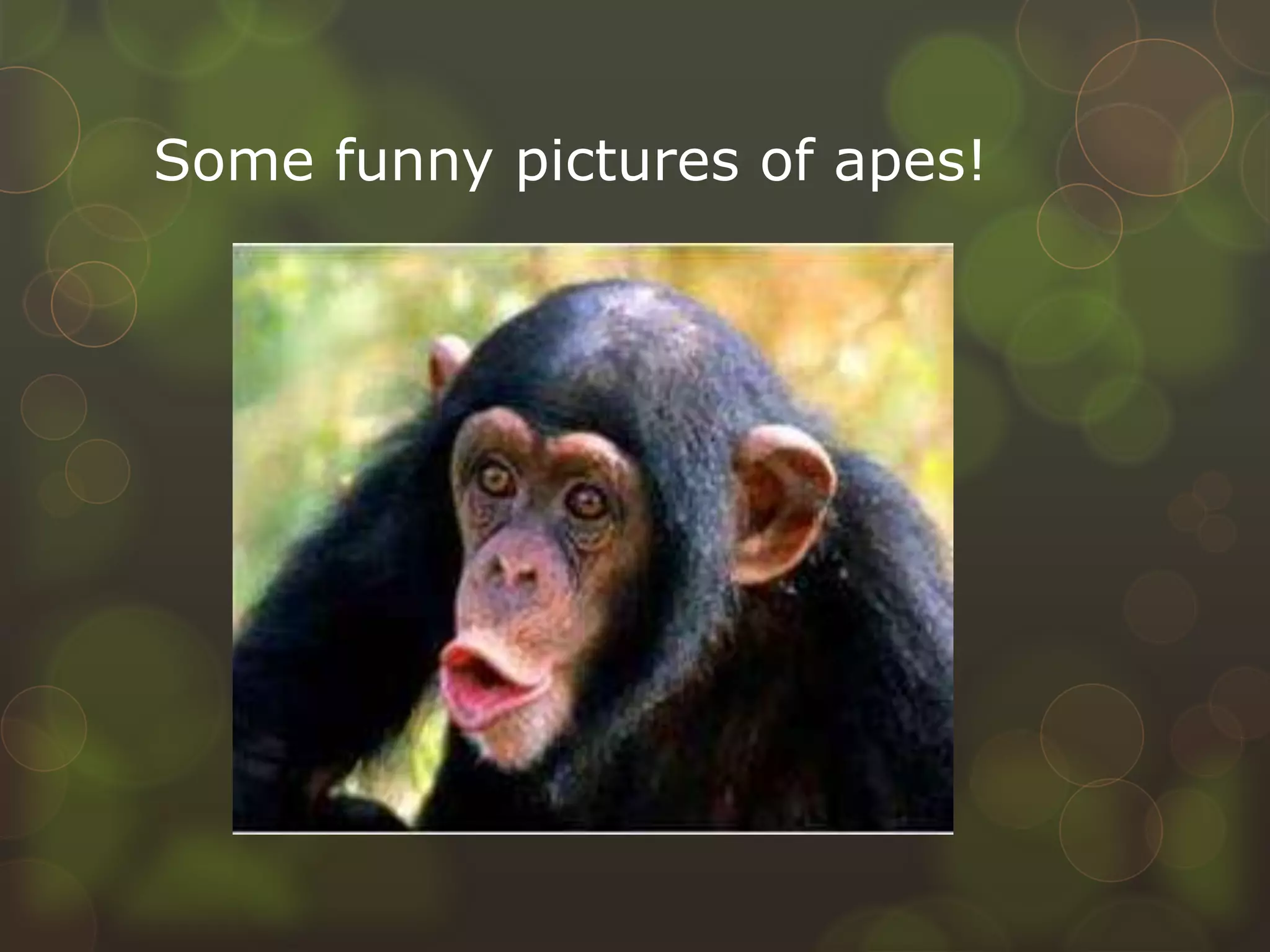 Some funny pictures of apes!
 