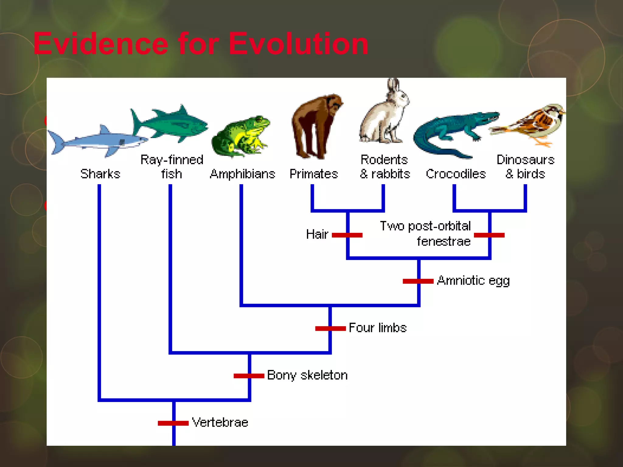  The degree to which species are related
depends on how closely in time they diverged,
or split, from their common ancestor.
 Although the fossil record is incomplete, it
contains many examples of fossil sequences
showing close ancestral relationships.
Evidence for Evolution
 