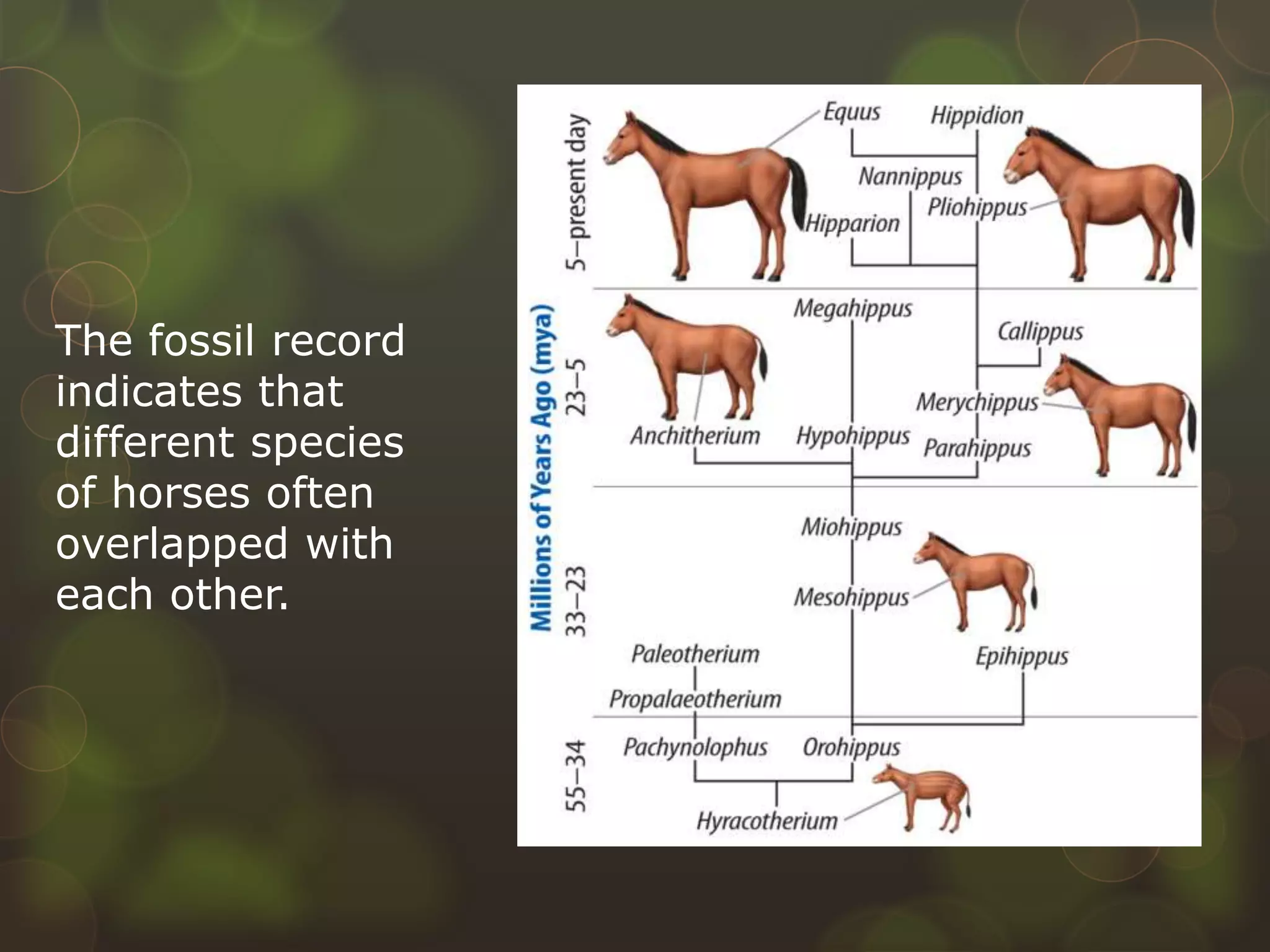 The fossil record
indicates that
different species
of horses often
overlapped with
each other.
 