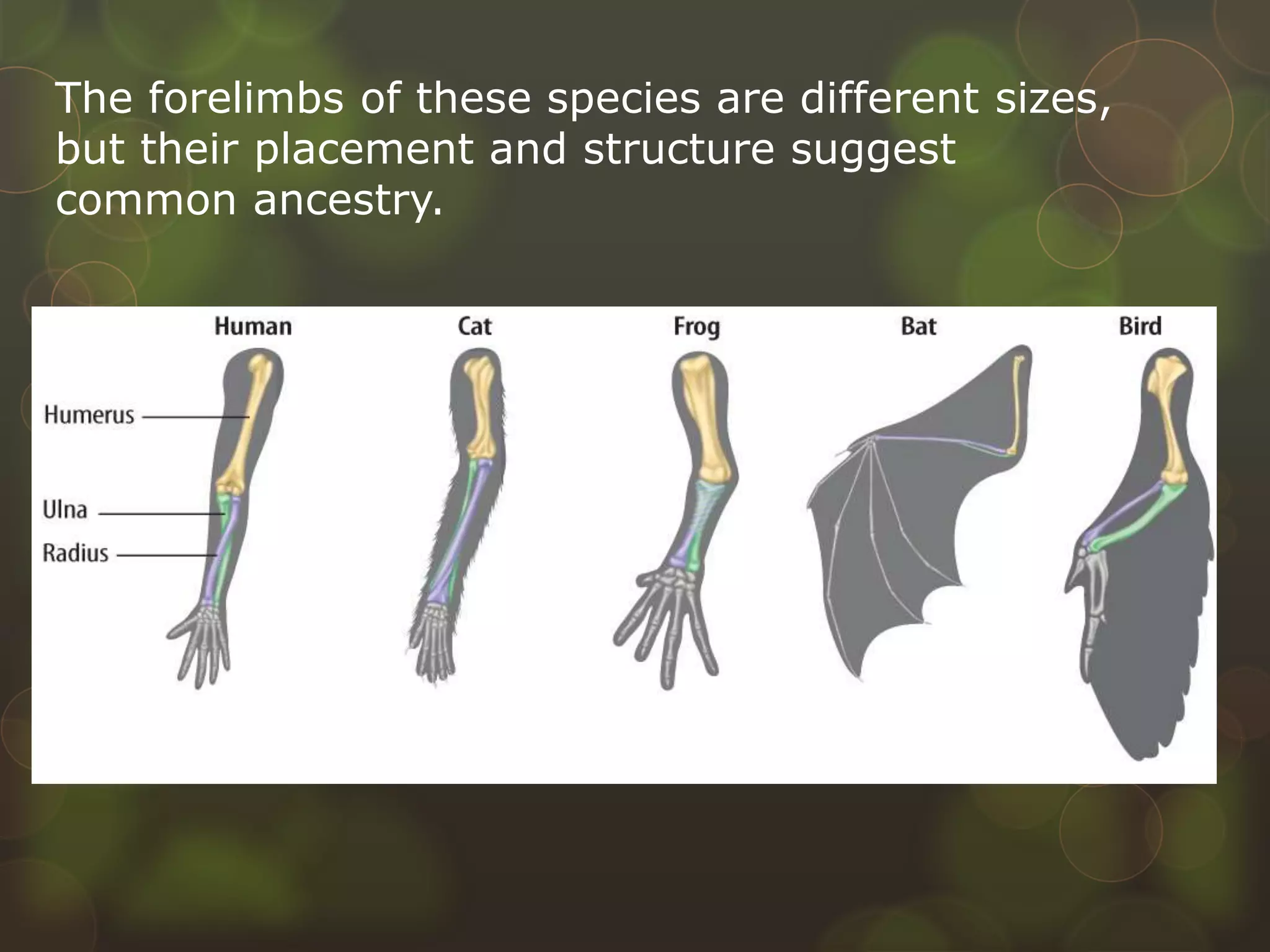 The forelimbs of these species are different sizes,
but their placement and structure suggest
common ancestry.
 