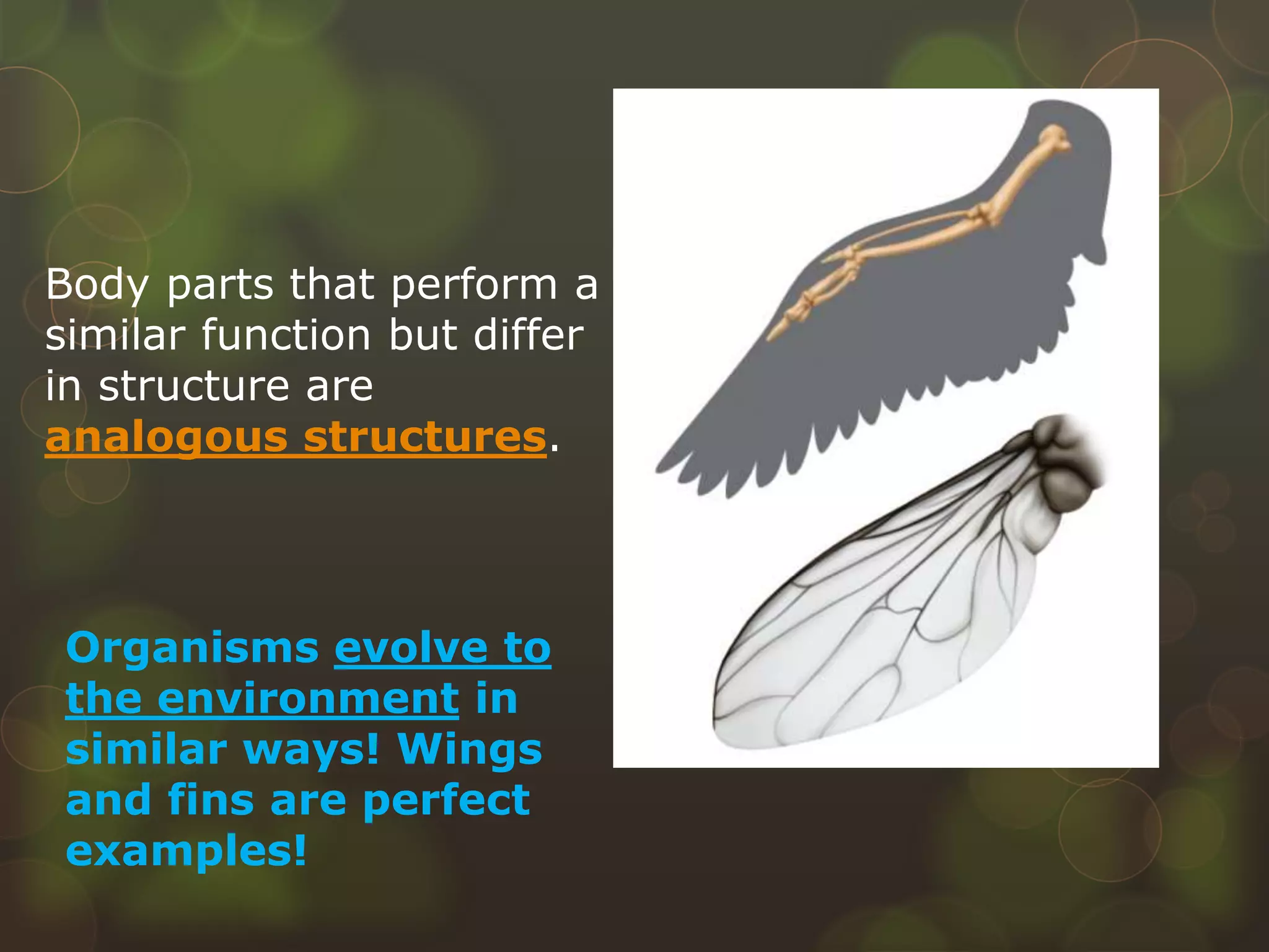 Body parts that perform a
similar function but differ
in structure are
analogous structures.
Organisms evolve to
the environment in
similar ways! Wings
and fins are perfect
examples!
 