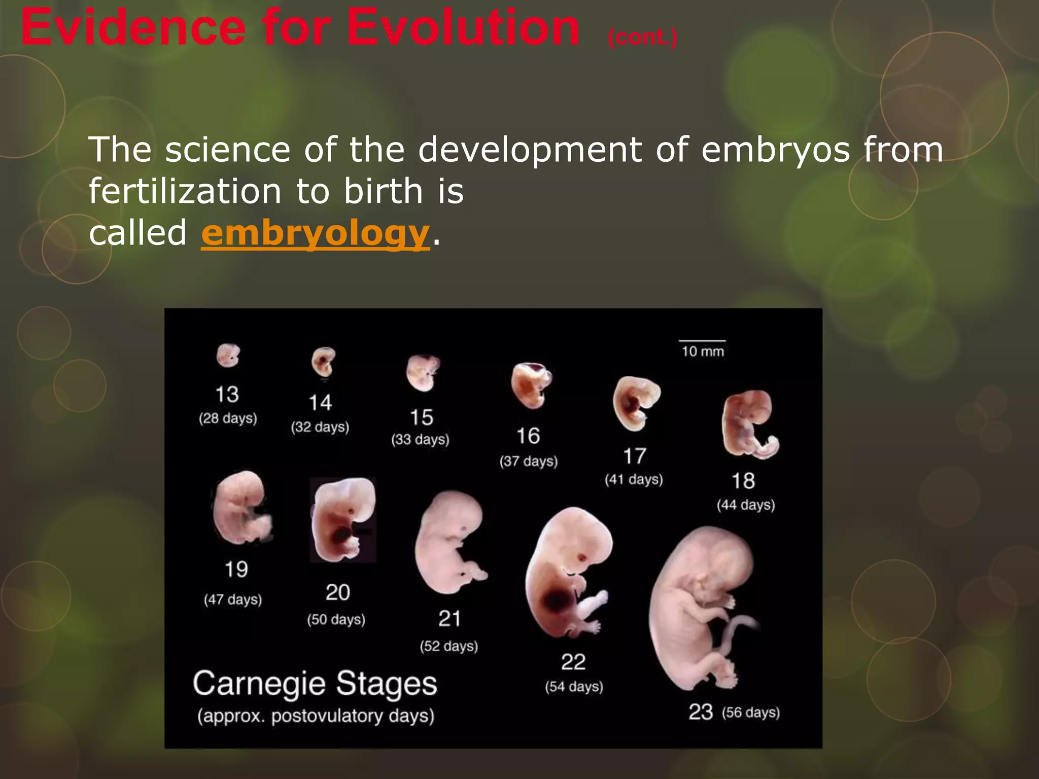 The science of the development of embryos from
fertilization to birth is
called embryology.
Evidence for Evolution (cont.)
 