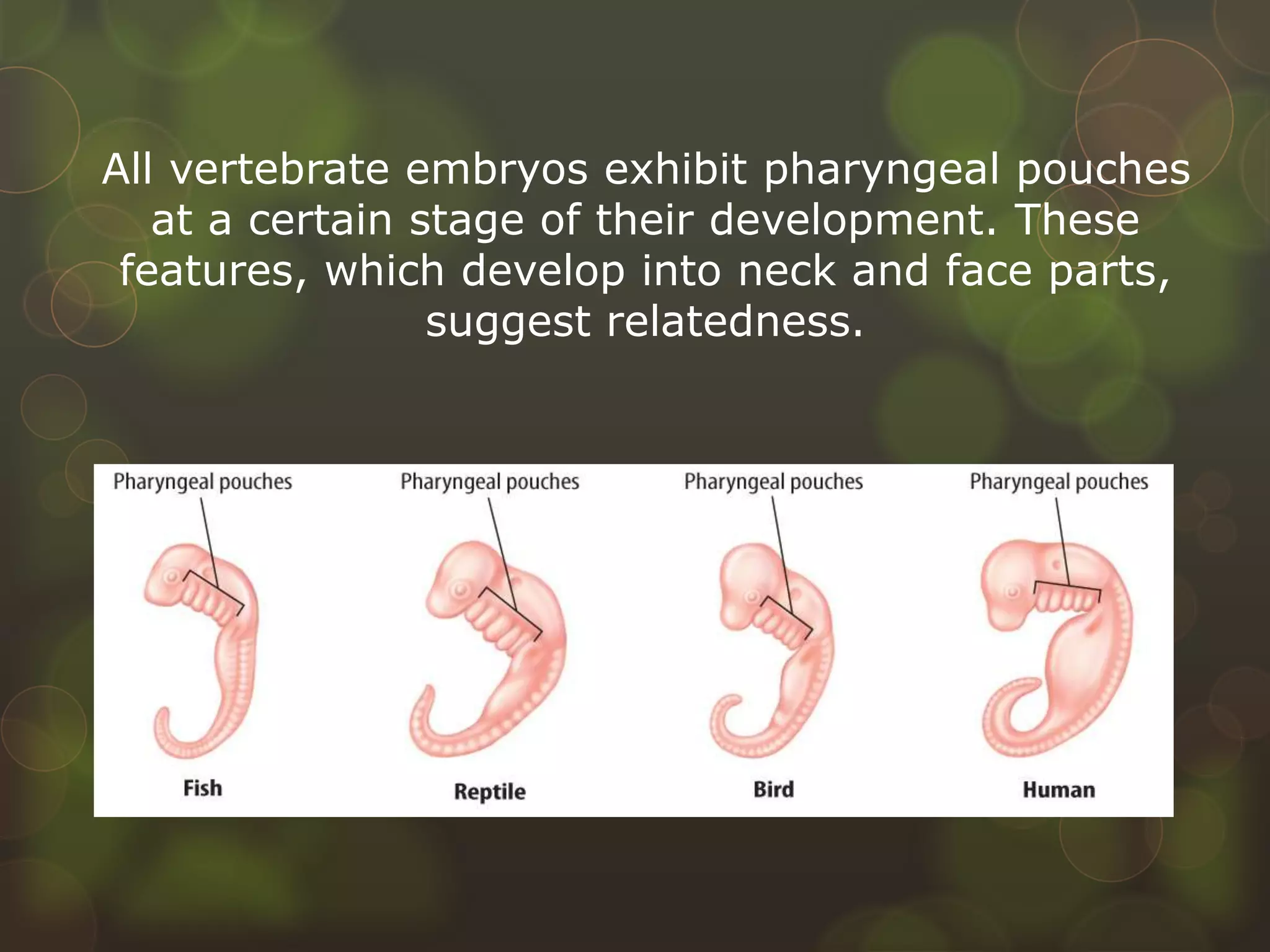 All vertebrate embryos exhibit pharyngeal pouches
at a certain stage of their development. These
features, which develop into neck and face parts,
suggest relatedness.
 