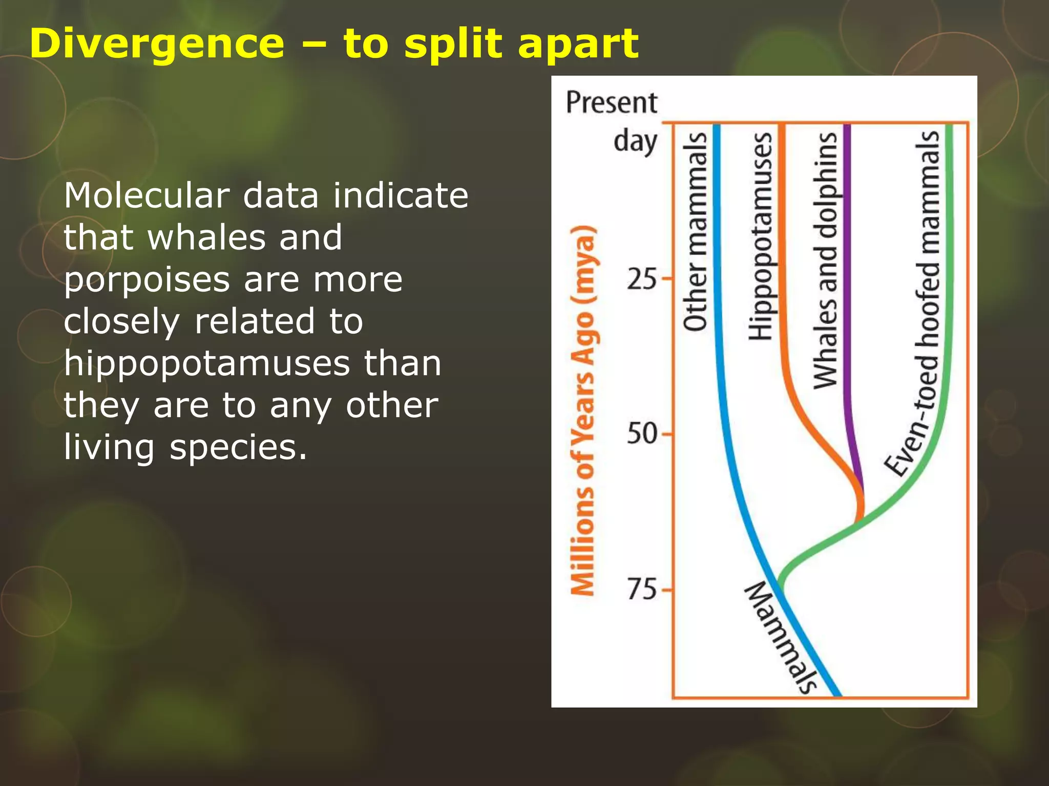 Molecular data indicate
that whales and
porpoises are more
closely related to
hippopotamuses than
they are to any other
living species.
Divergence – to split apart
 