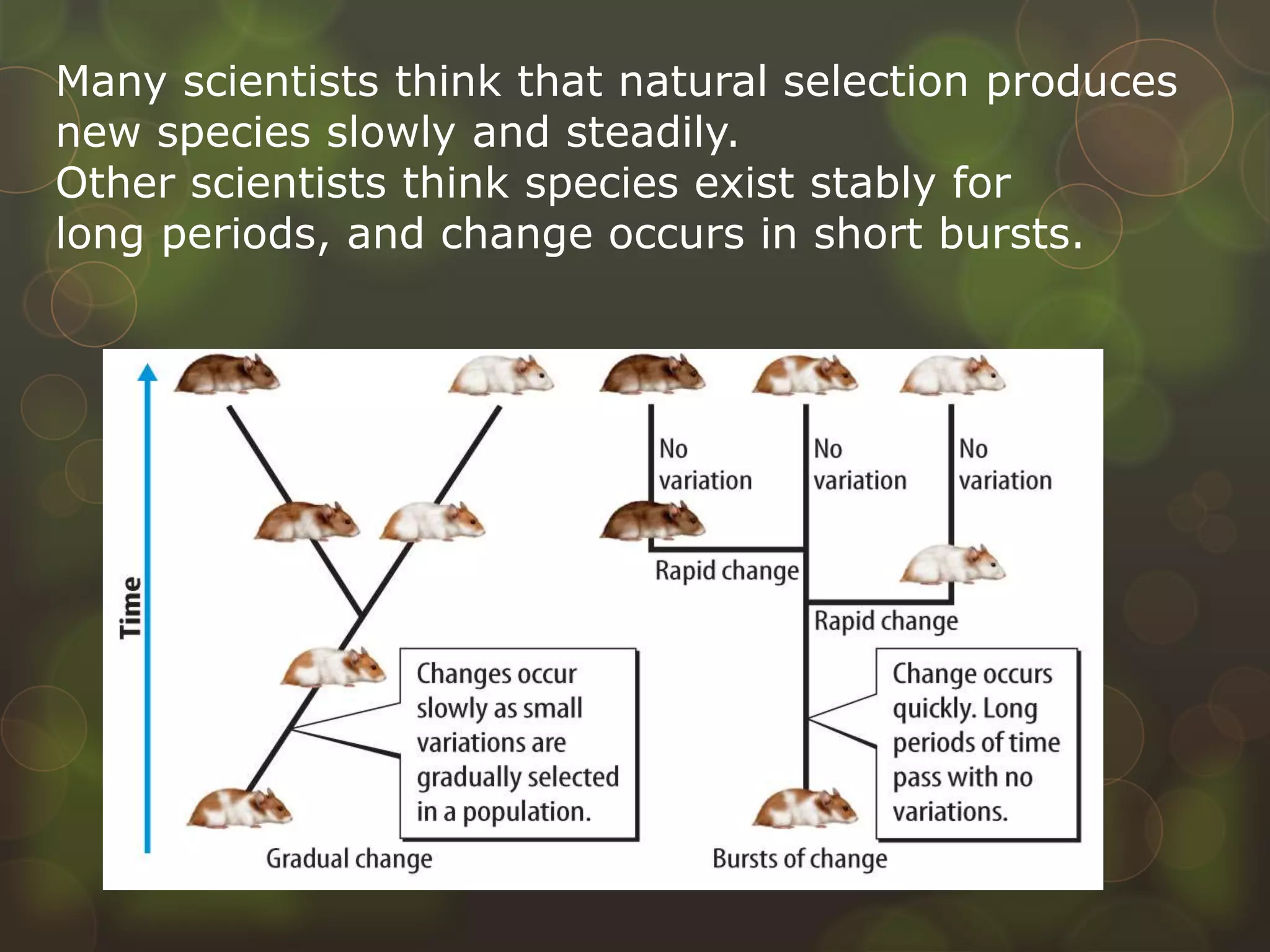 Many scientists think that natural selection produces
new species slowly and steadily.
Other scientists think species exist stably for
long periods, and change occurs in short bursts.
 
