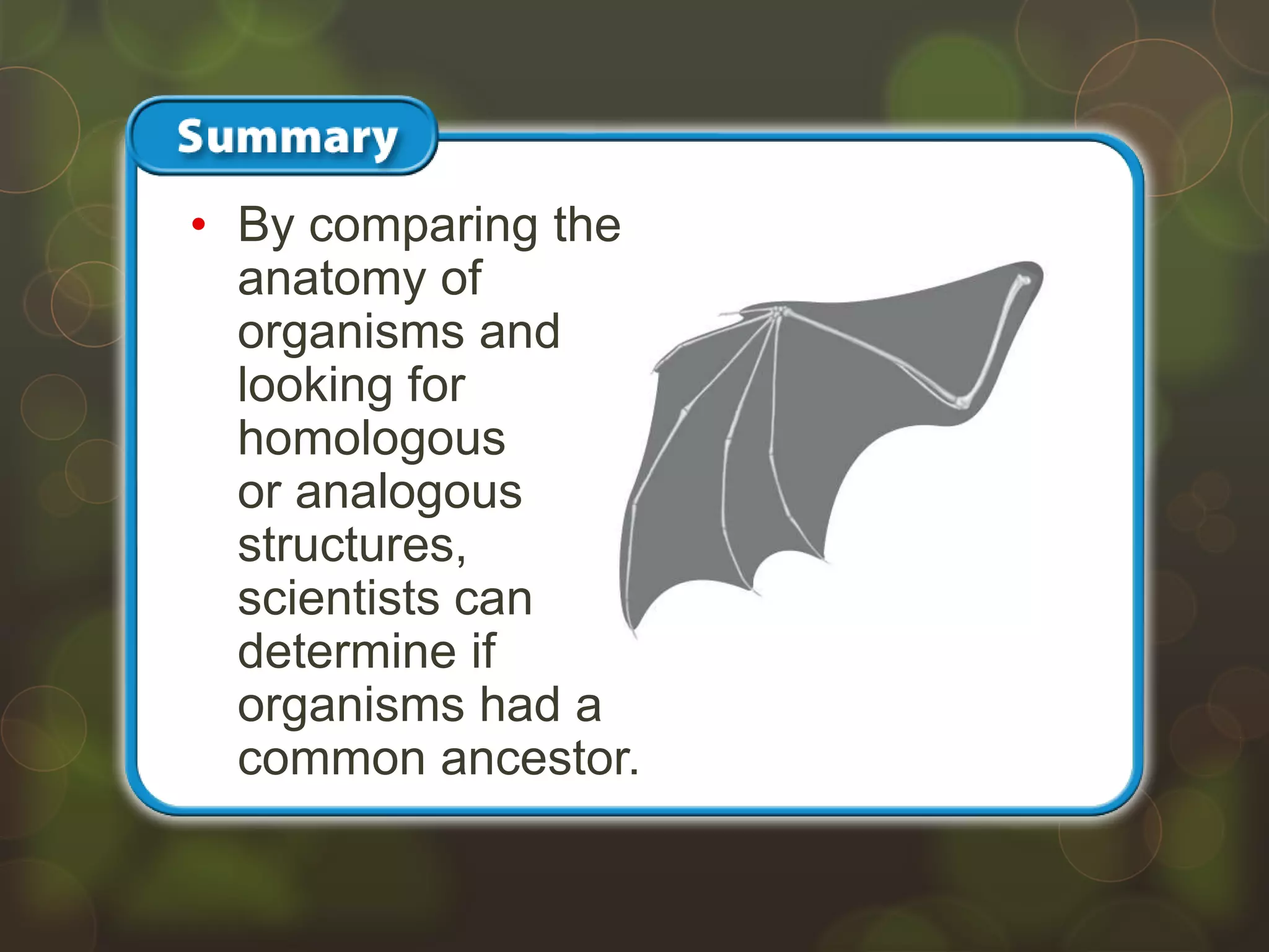 • By comparing the
anatomy of
organisms and
looking for
homologous
or analogous
structures,
scientists can
determine if
organisms had a
common ancestor.
 