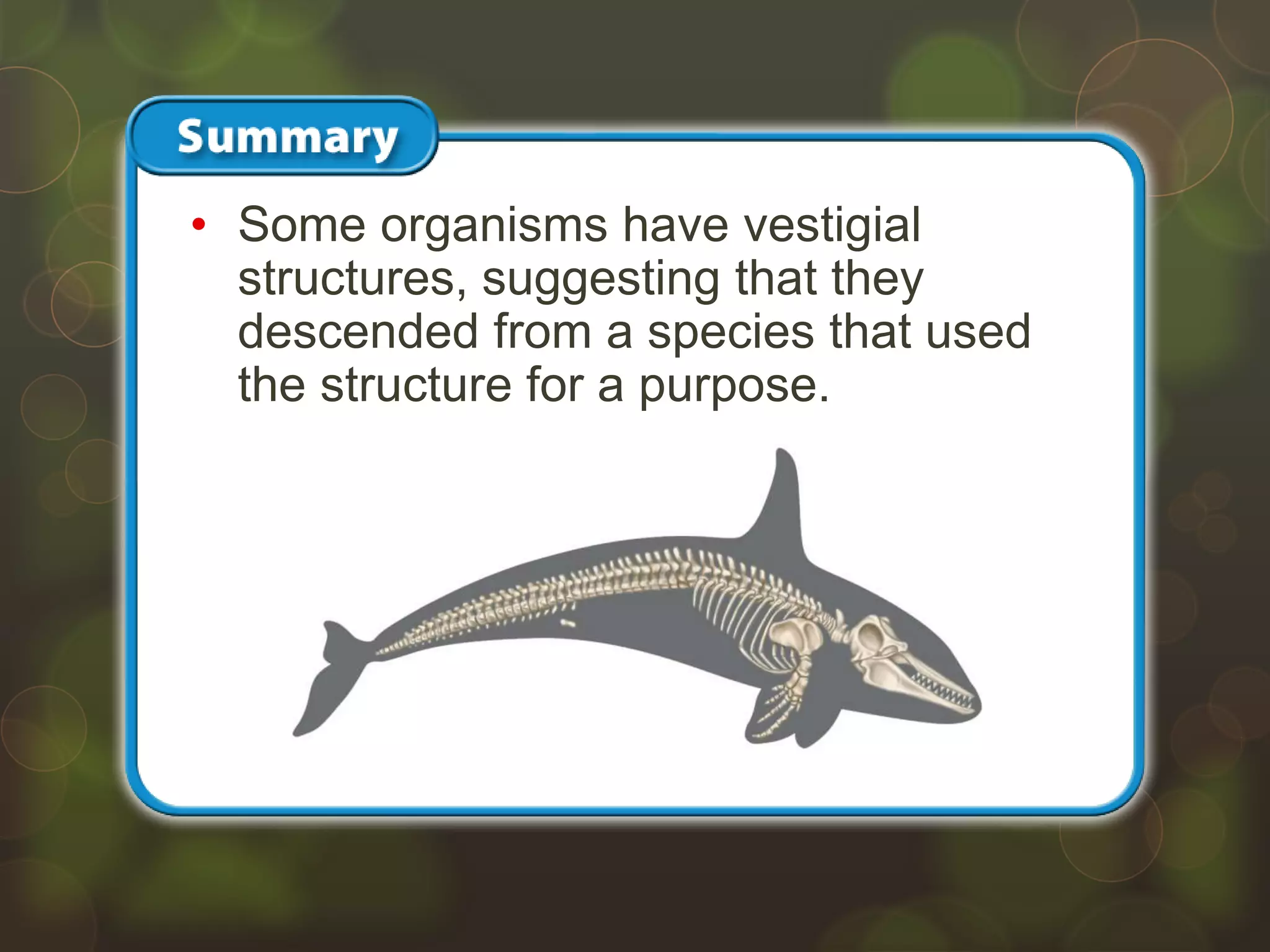 • Some organisms have vestigial
structures, suggesting that they
descended from a species that used
the structure for a purpose.
 