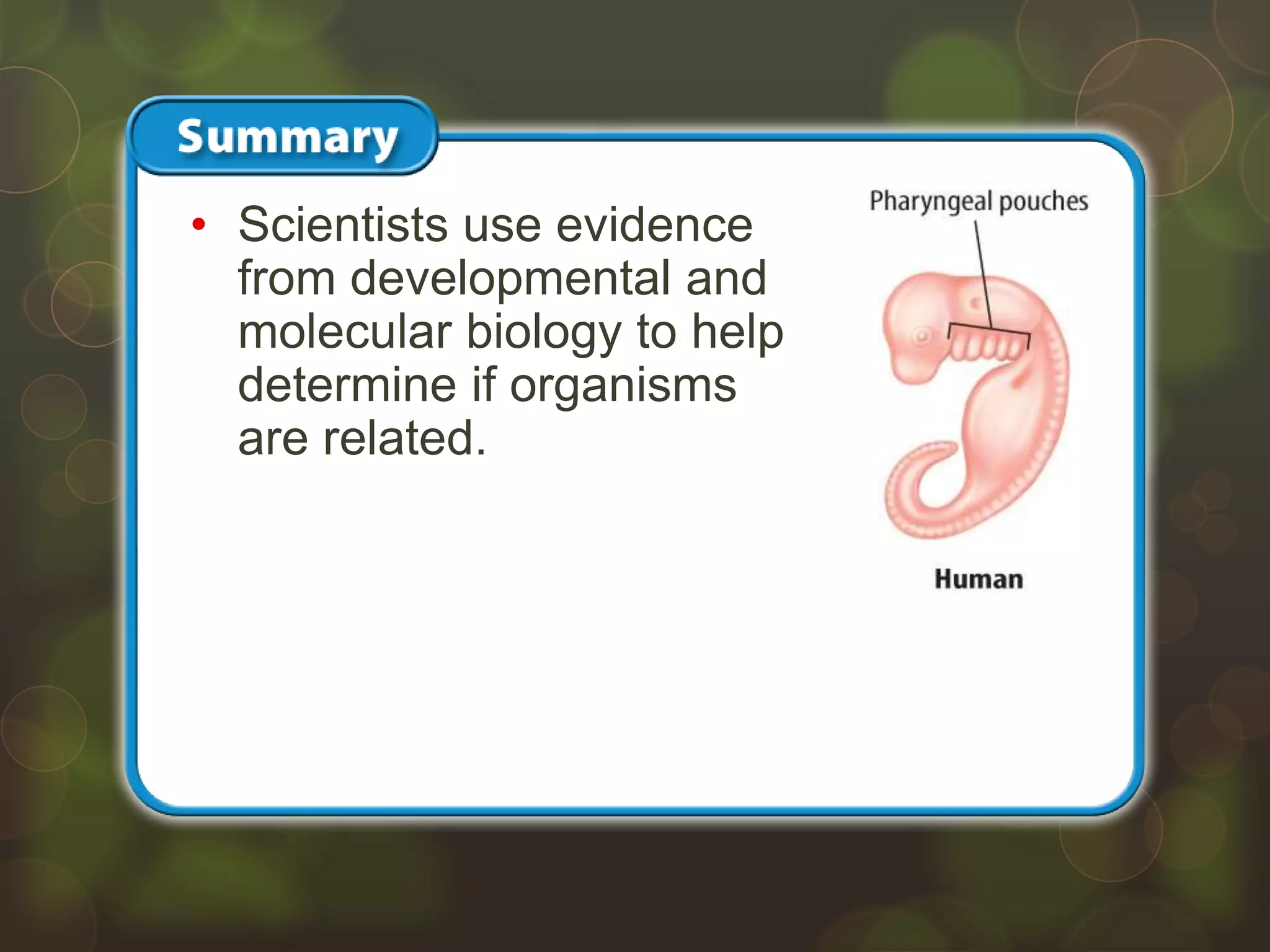 • Scientists use evidence
from developmental and
molecular biology to help
determine if organisms
are related.
 
